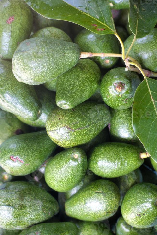 Haufen frisch vom Baum gepflückter Avocados foto