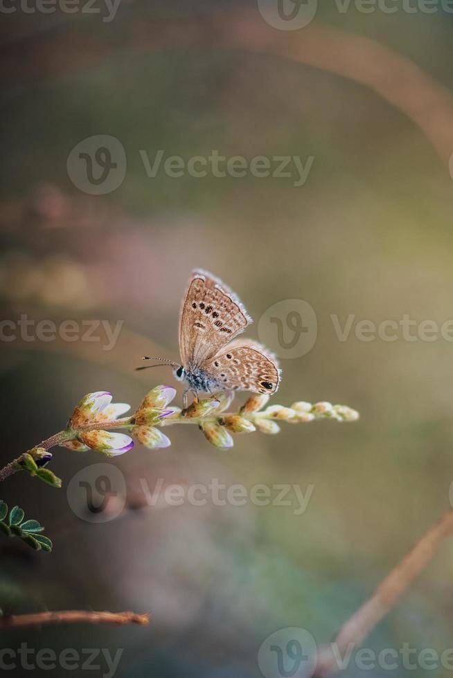 ein Makro kleiner Schmetterling auf Blume mit grünem Hintergrund foto