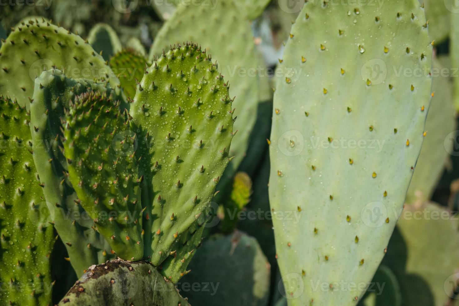 Detail des Kaktusfeigenkaktus, Mexiko foto
