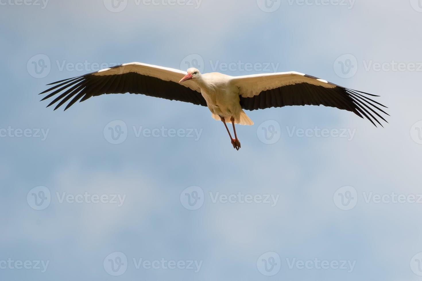 Ein Storch fliegt zu Ihnen im tiefblauen Himmelshintergrund foto