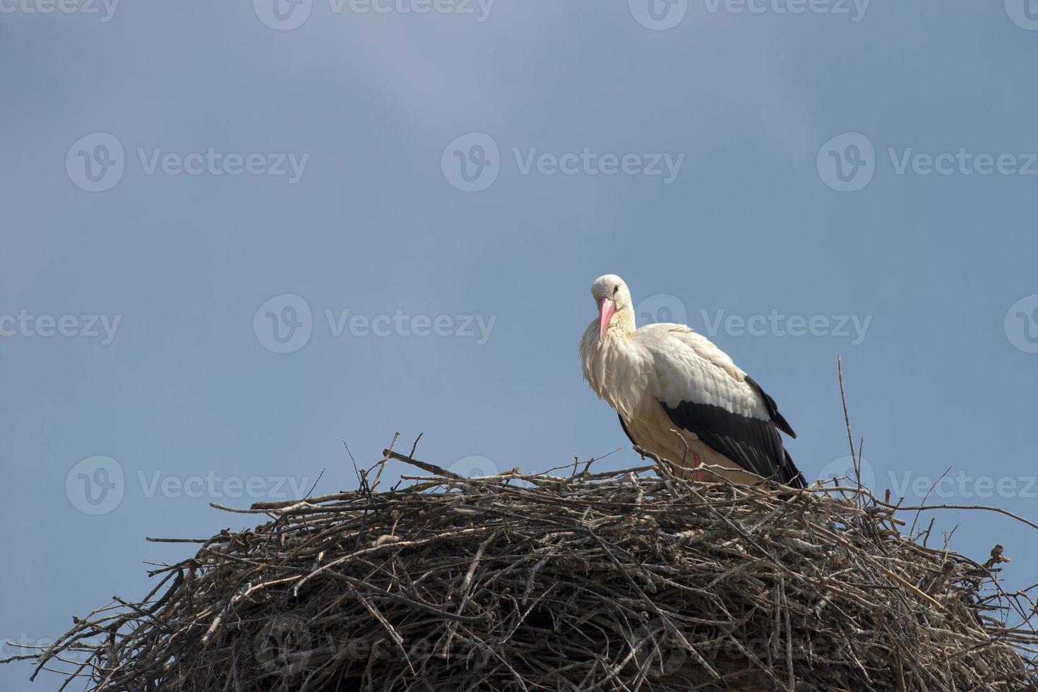 isolierter Storch, der Sie von seinem Nest aus ansieht foto