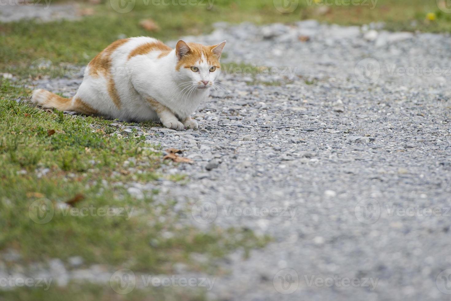 weiße und braune katze, die dich anschaut foto