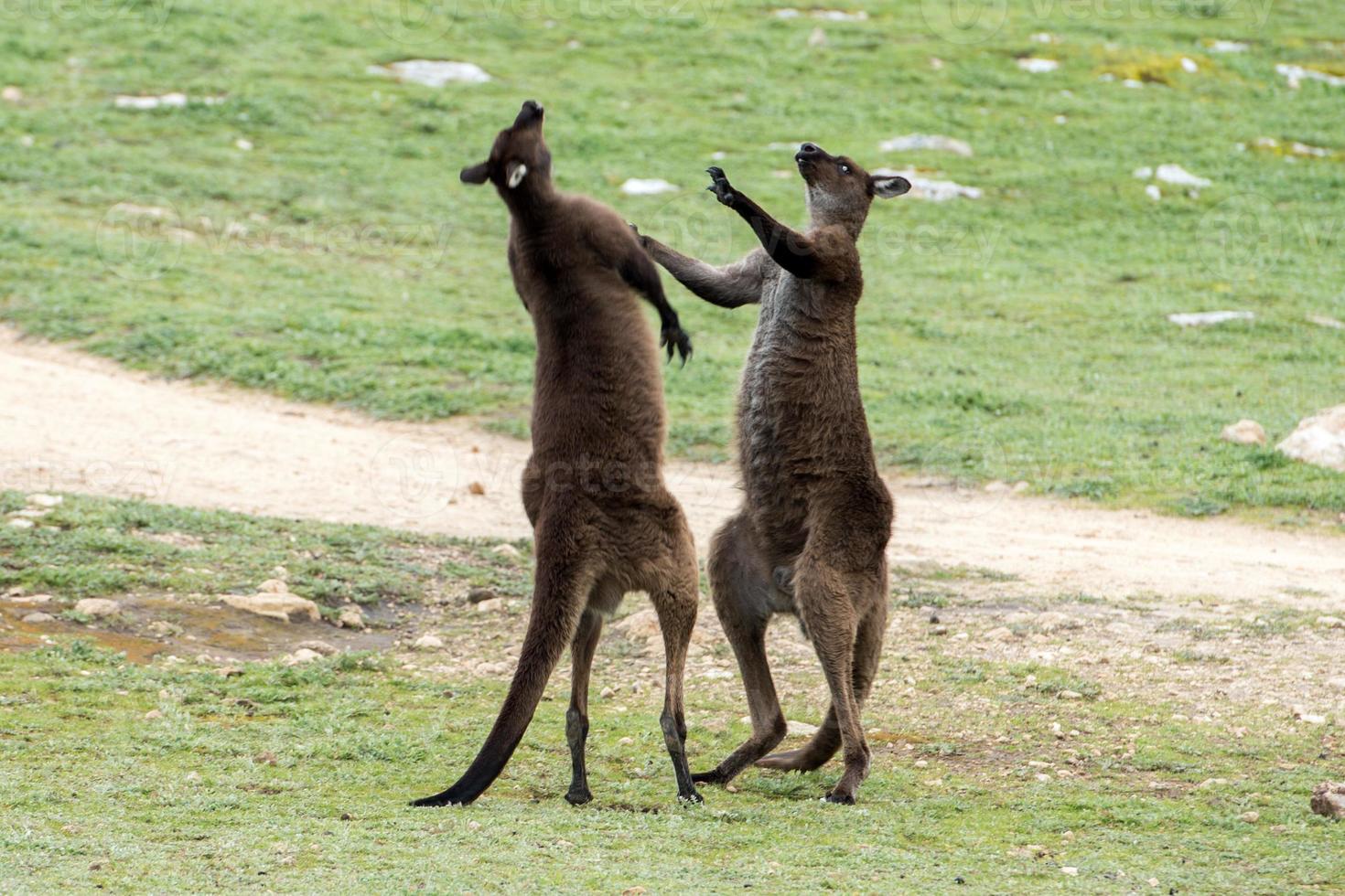 Zwei männliche Kängurus beim Kämpfen foto