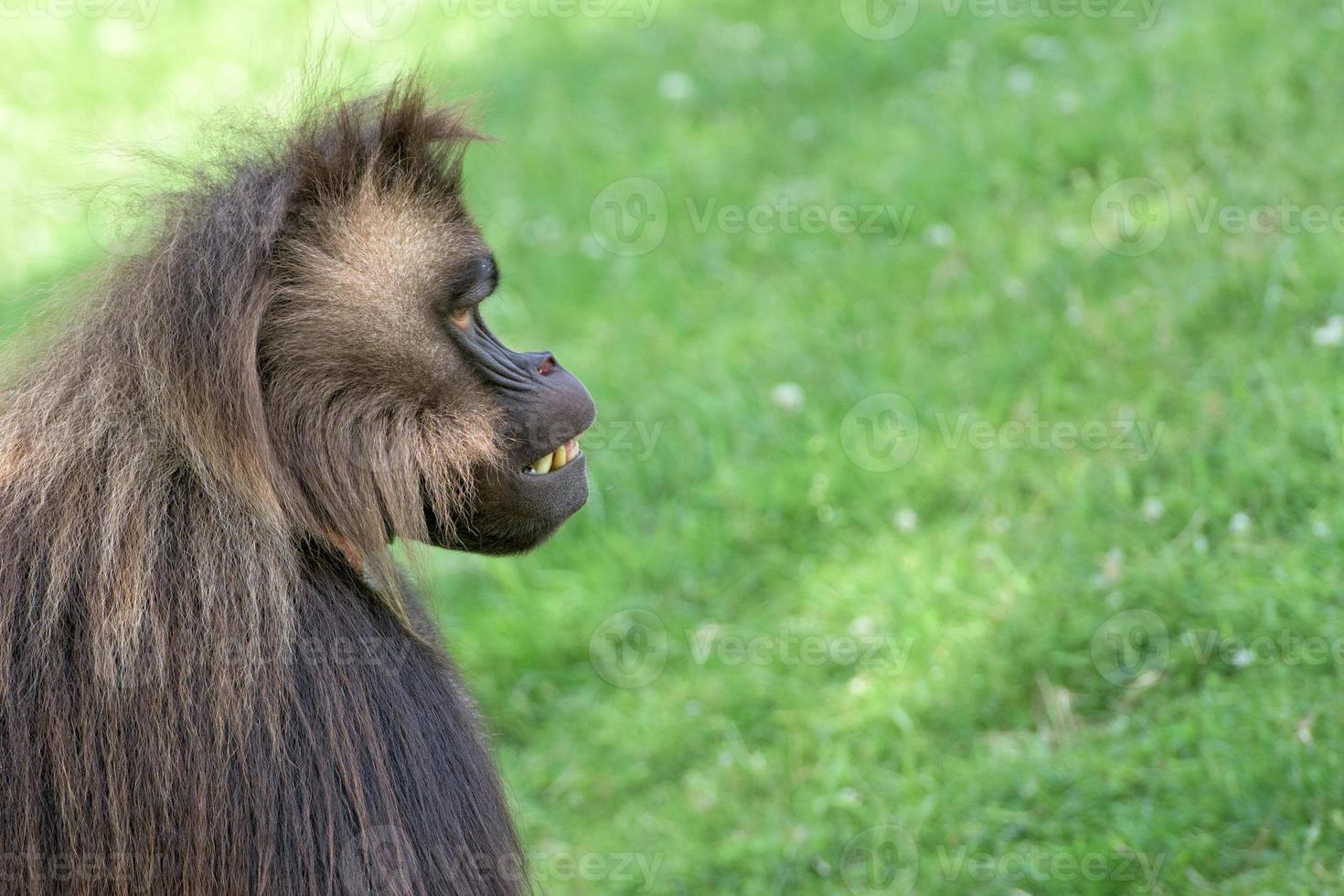 Gelada Pavian Affe Affenporträt foto