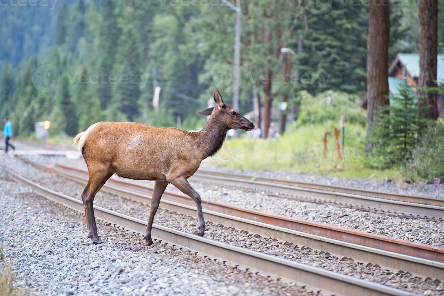 Elche in der Nähe des Bahnhofs in Rocky Mountains foto