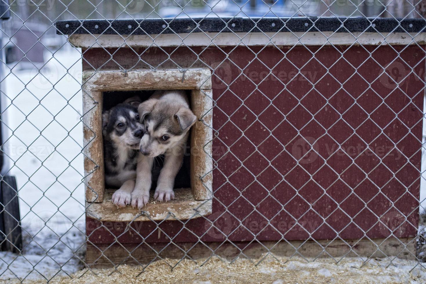 Welpe zwei Monate alter Husky-Hund foto