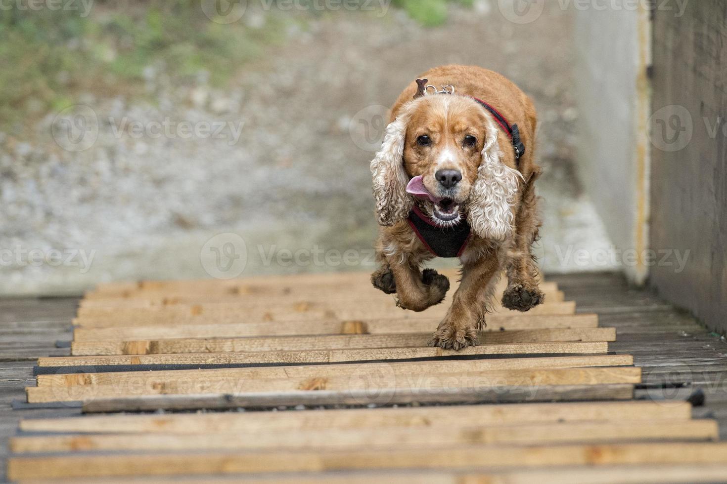 Happy Dog Englisch Cocker Spaniel beim Laufen zu Ihnen foto