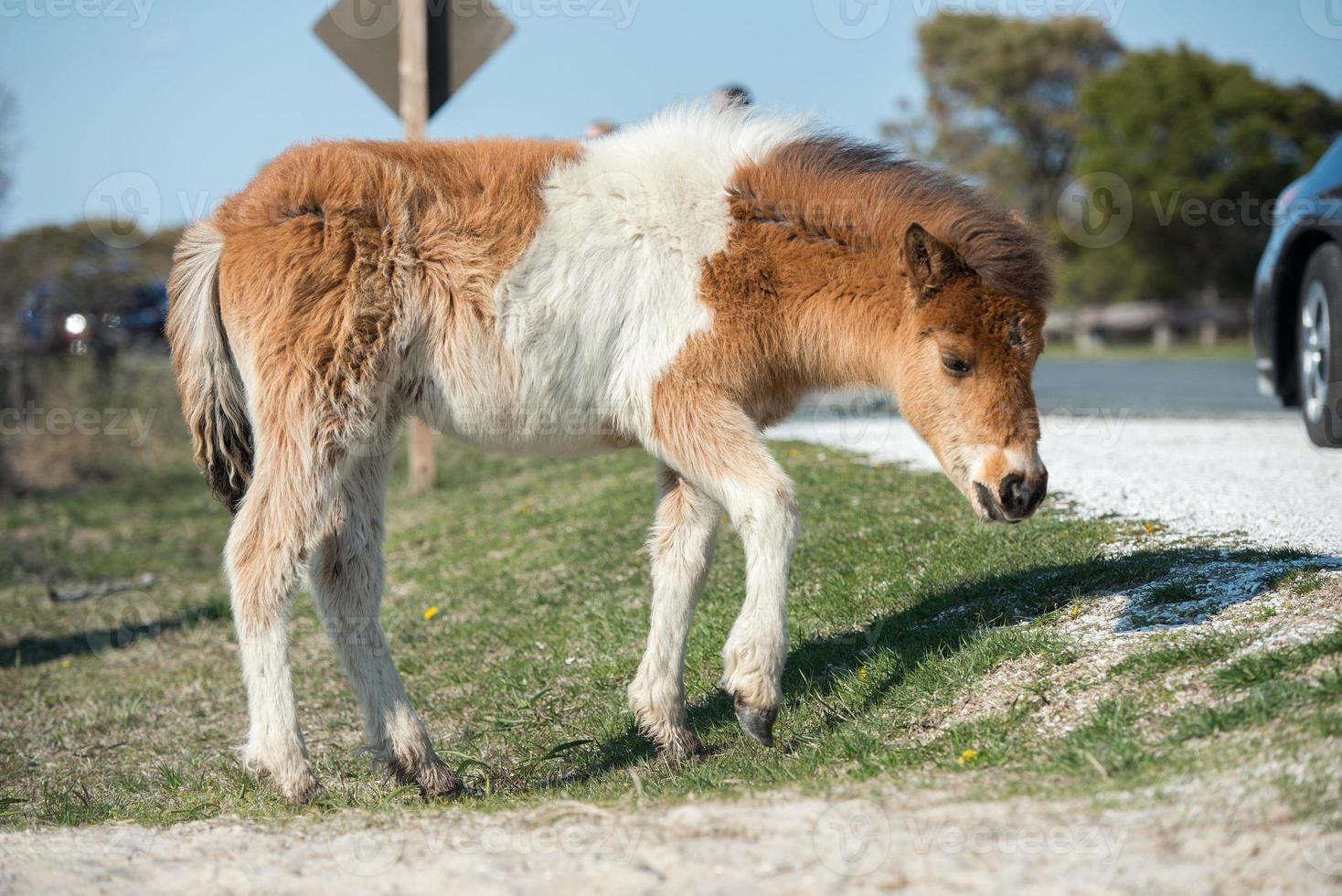 assateague pferd baby junger welpe wild pony foto