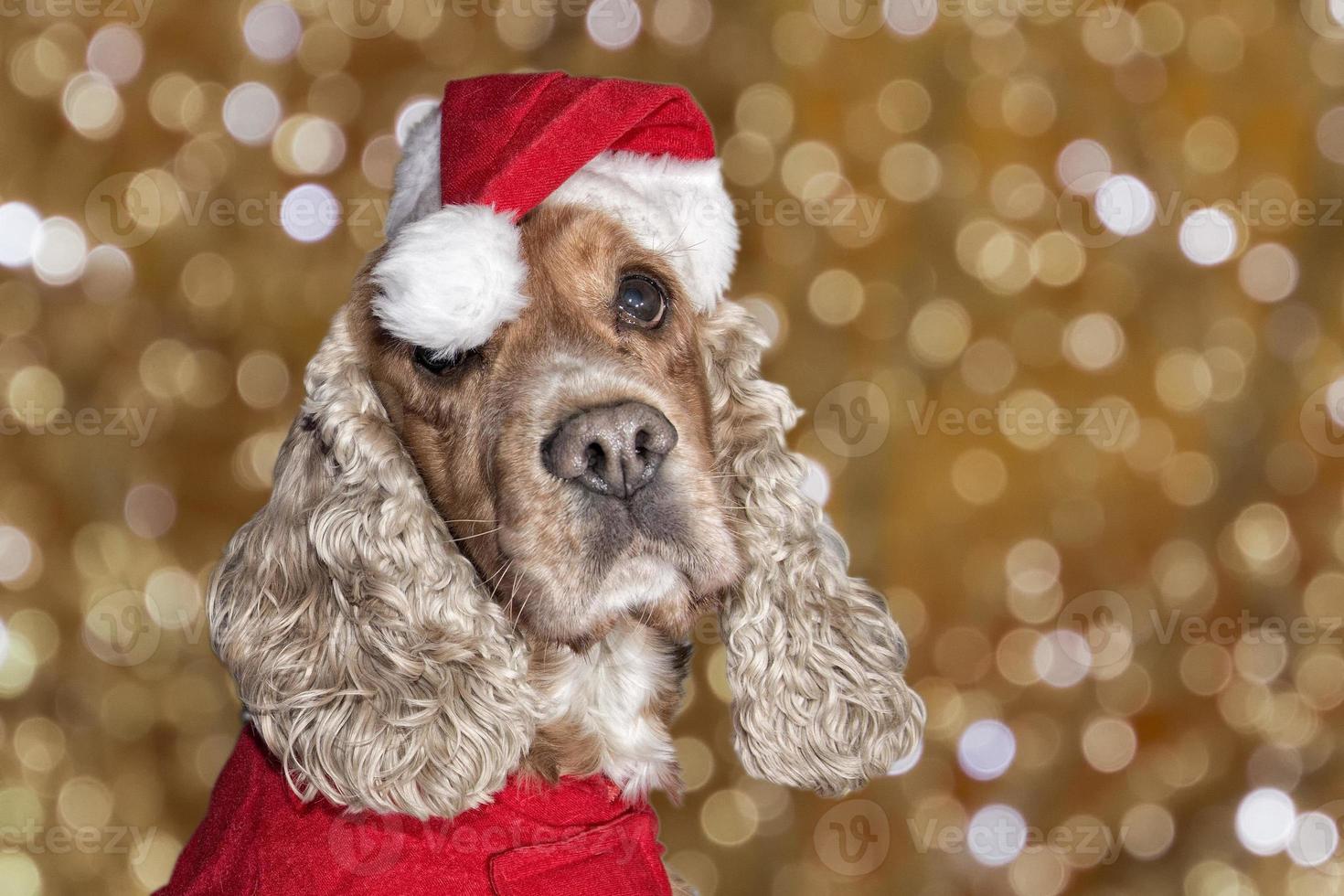 Sankt gekleidetes Hündchenweihnachten auf Weihnachtsbaumhintergrund foto