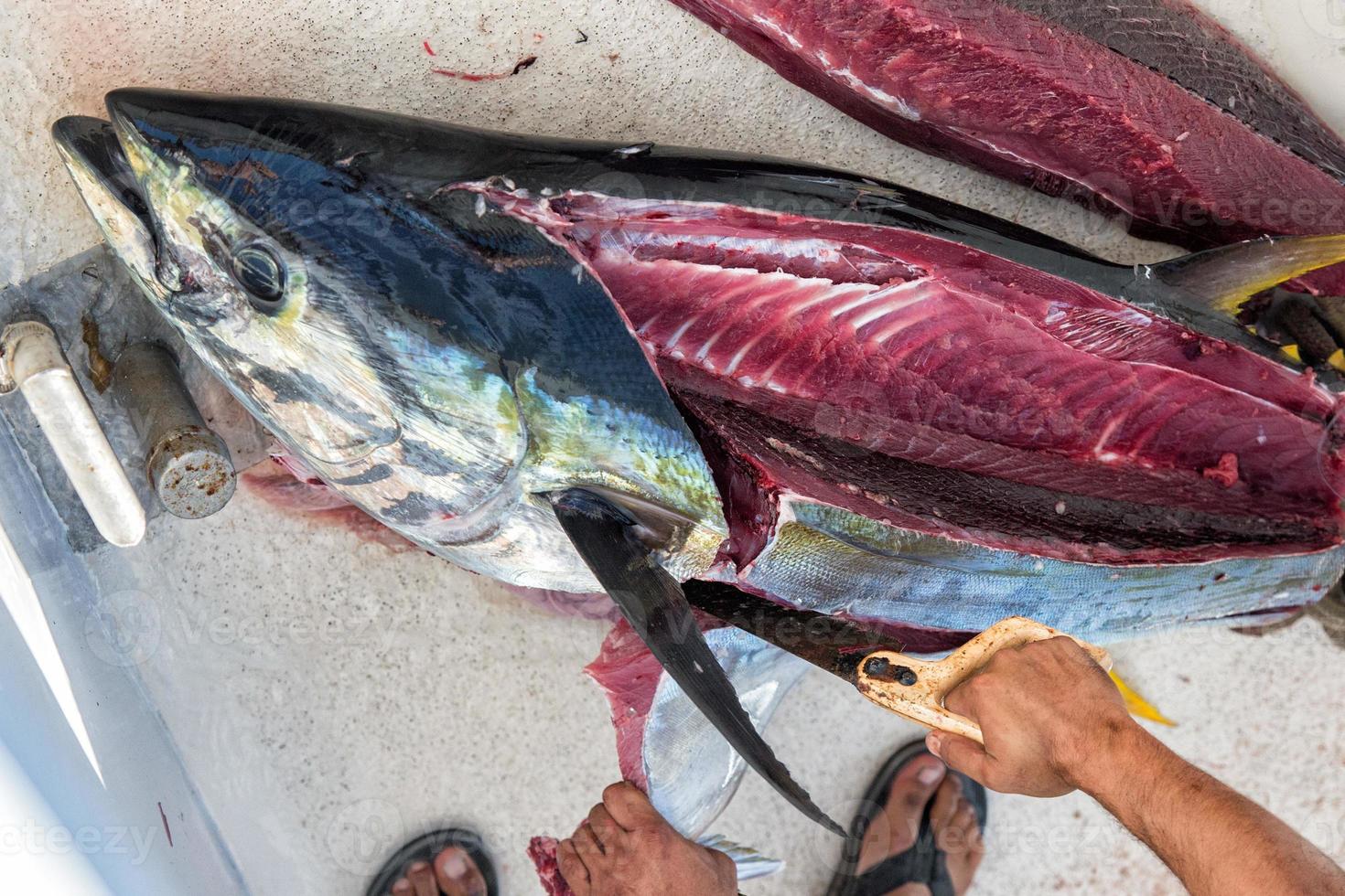 Hände schneiden gerade gefangenen Thunfisch foto