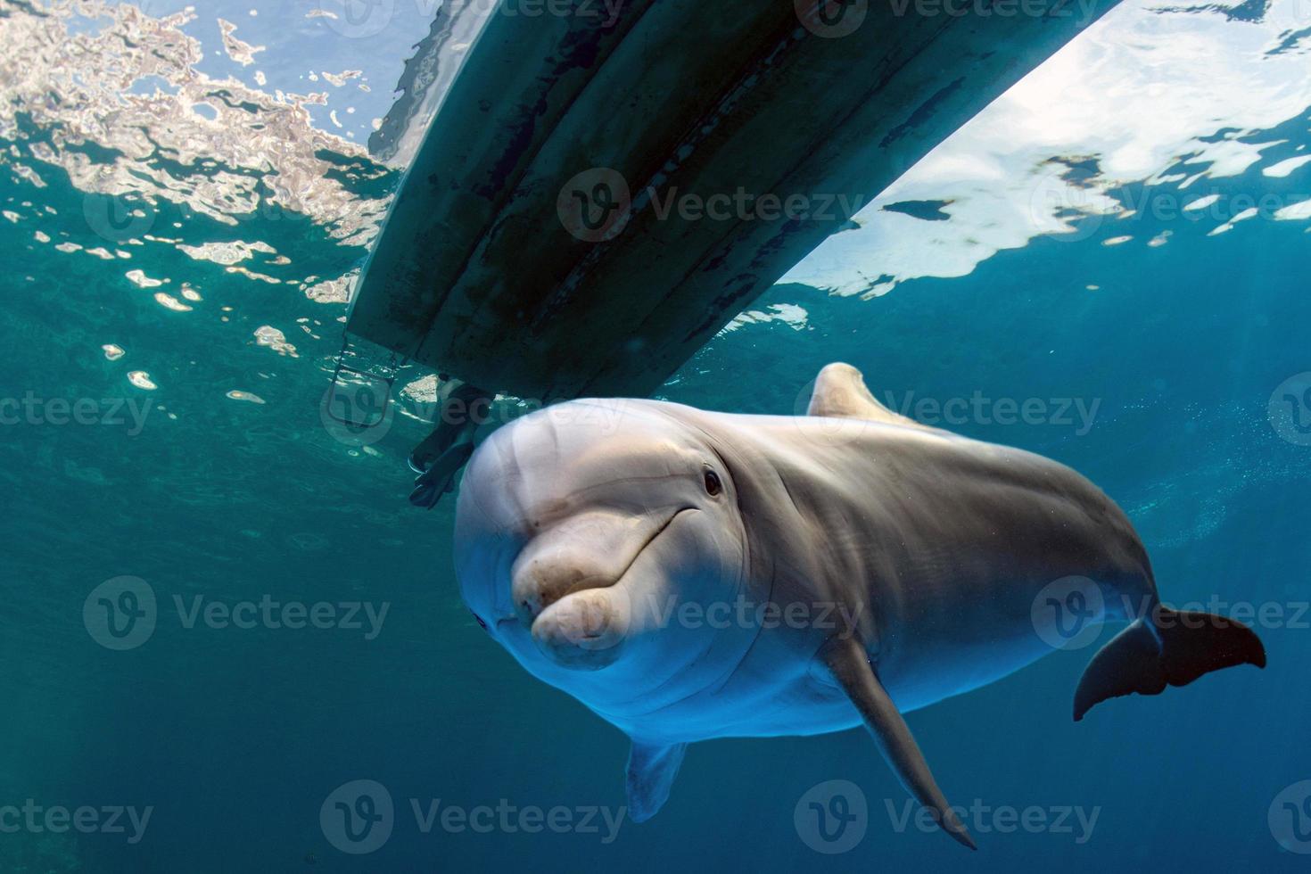 Delphin unter Wasser unter einem Boot foto