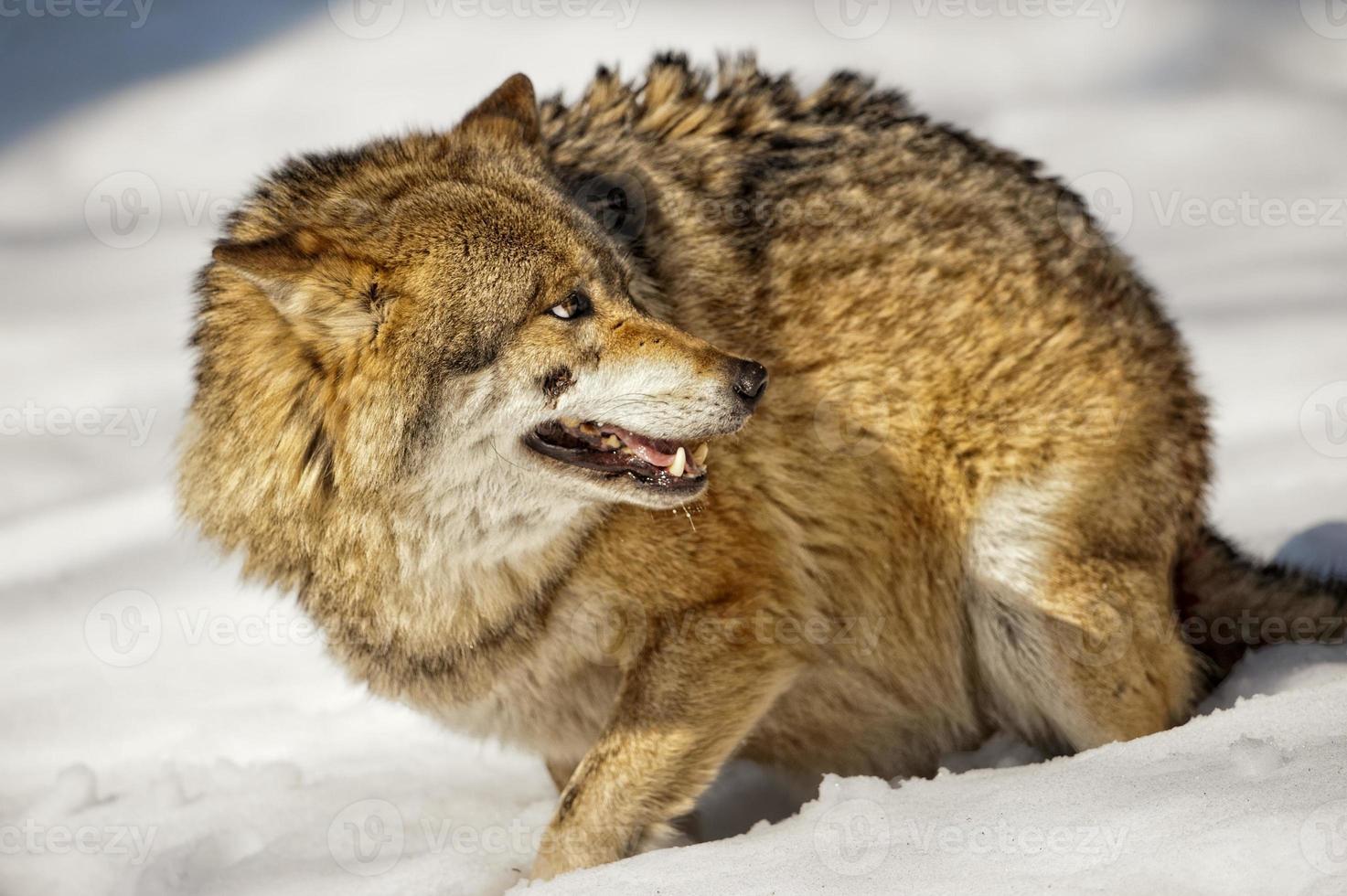 grauer Wolf auf dem Schneehintergrund foto