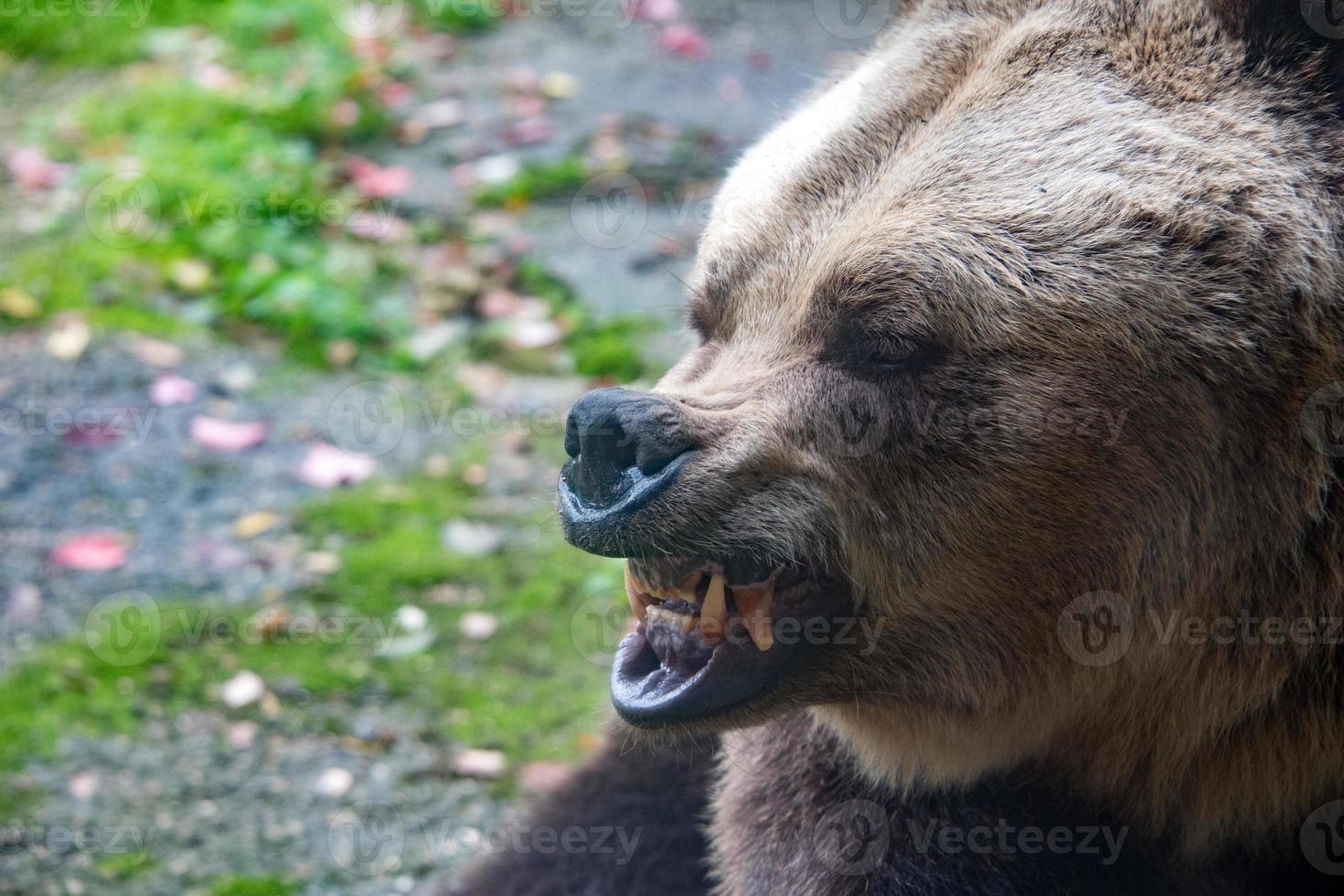 Bärenbrauner Grizzly im Waldhintergrund foto