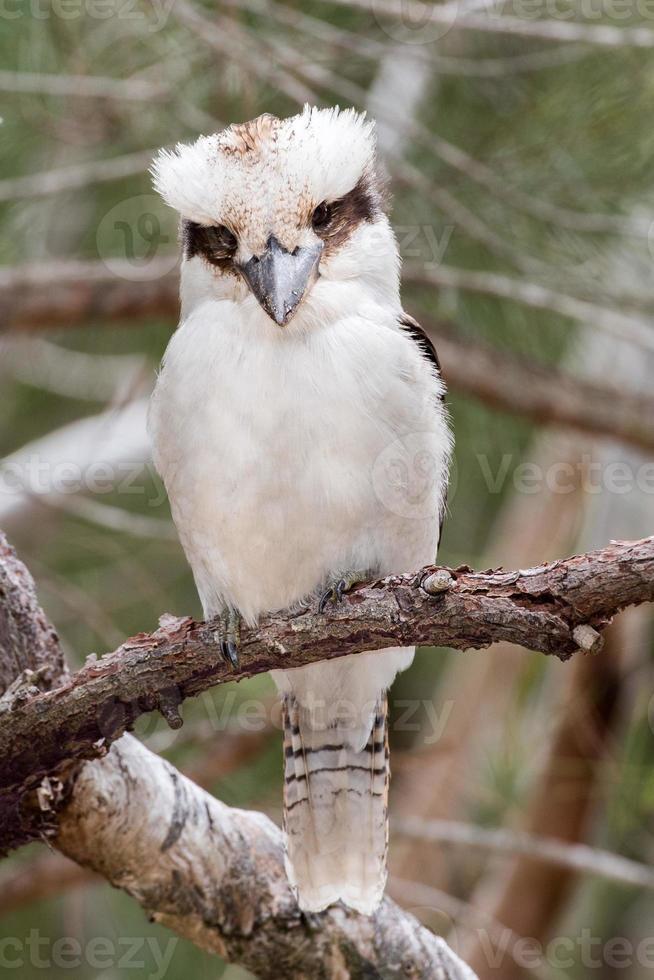 kookaburra australien lachendes vogelporträt foto