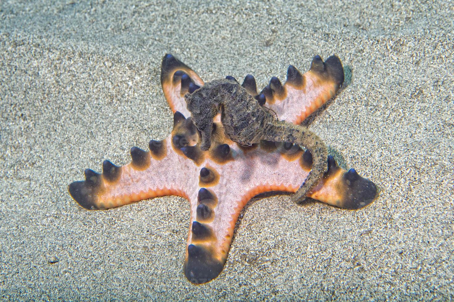 schwarzes seepferdchen, das dich in siladen, indonesien, anschaut foto