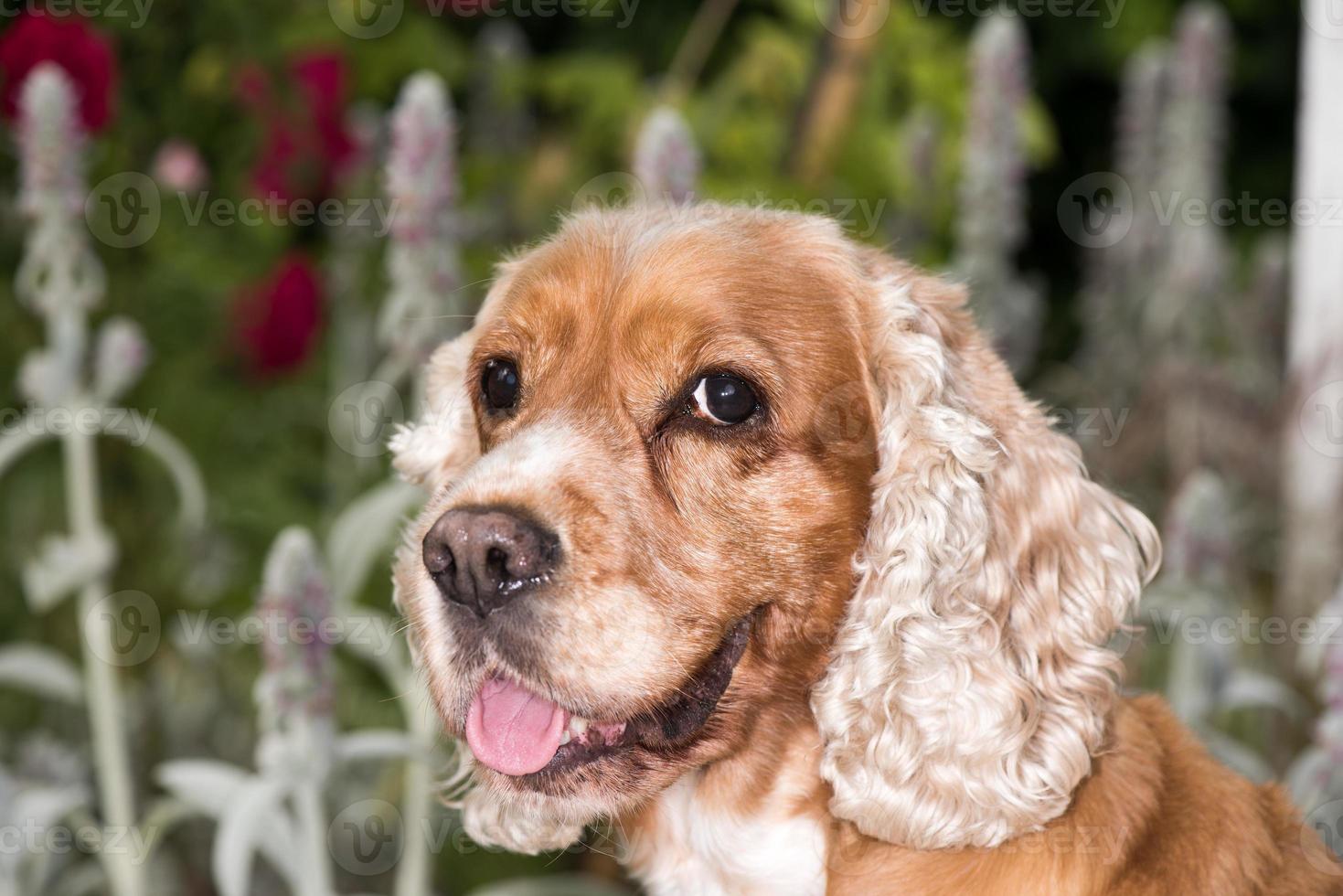 Hundewelpe Cockerspaniel-Porträt, das Sie anschaut foto