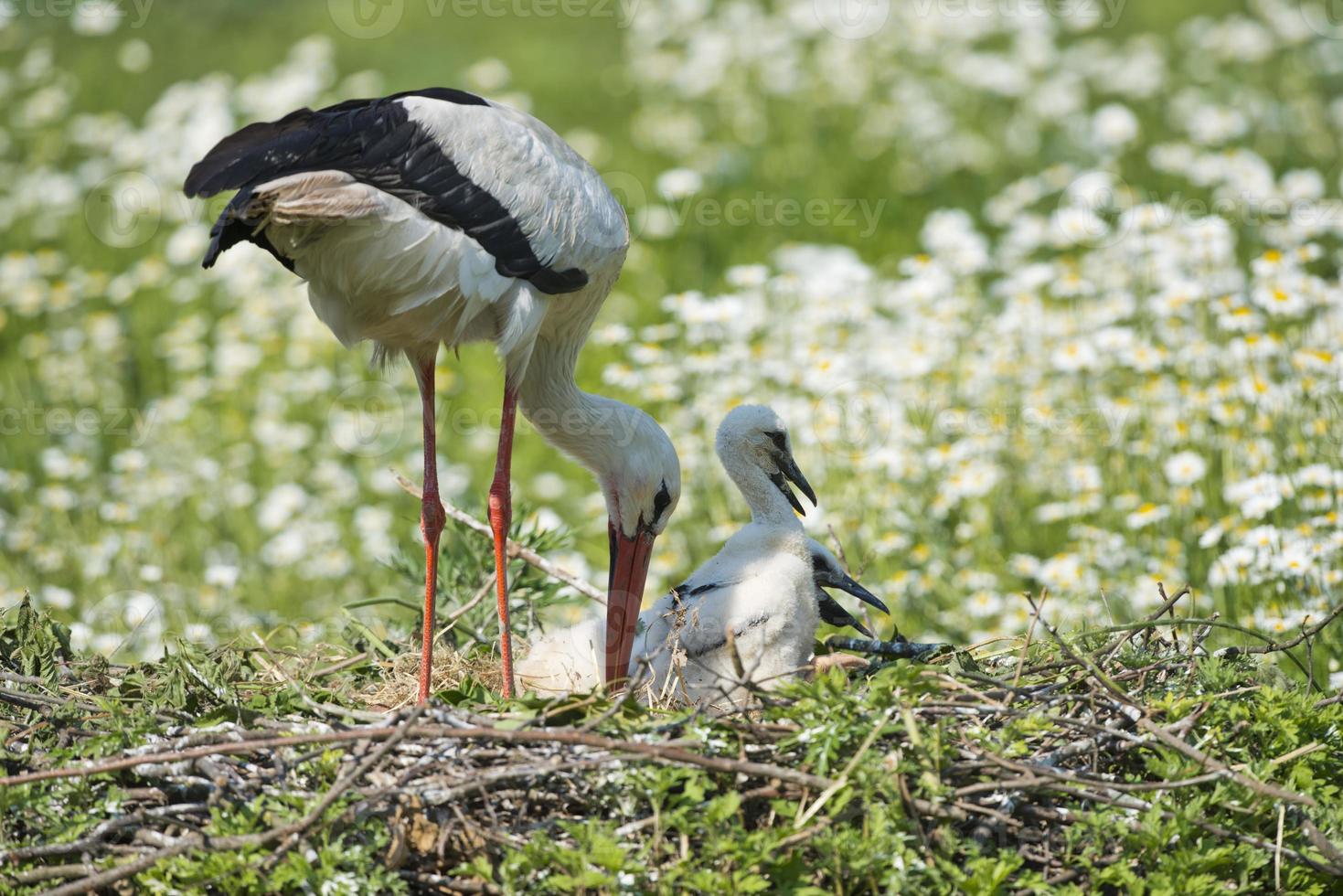 Storch mit Welpenbaby in seinem Nest auf dem Gänseblümchenhintergrund foto