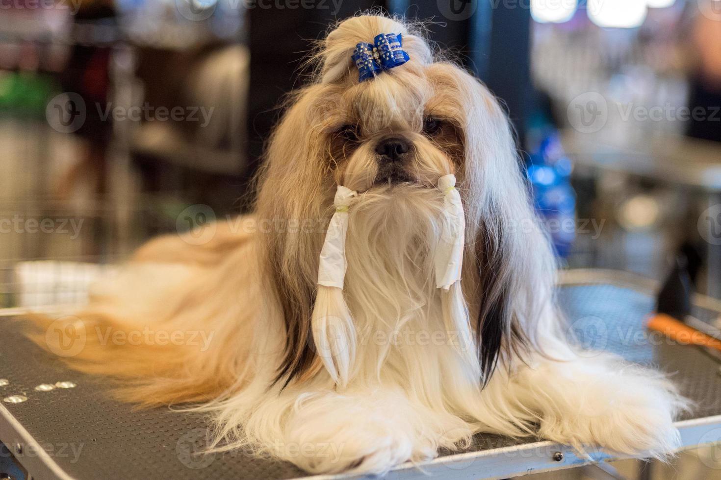 Hundepflege auf der internationalen Hundeausstellung foto