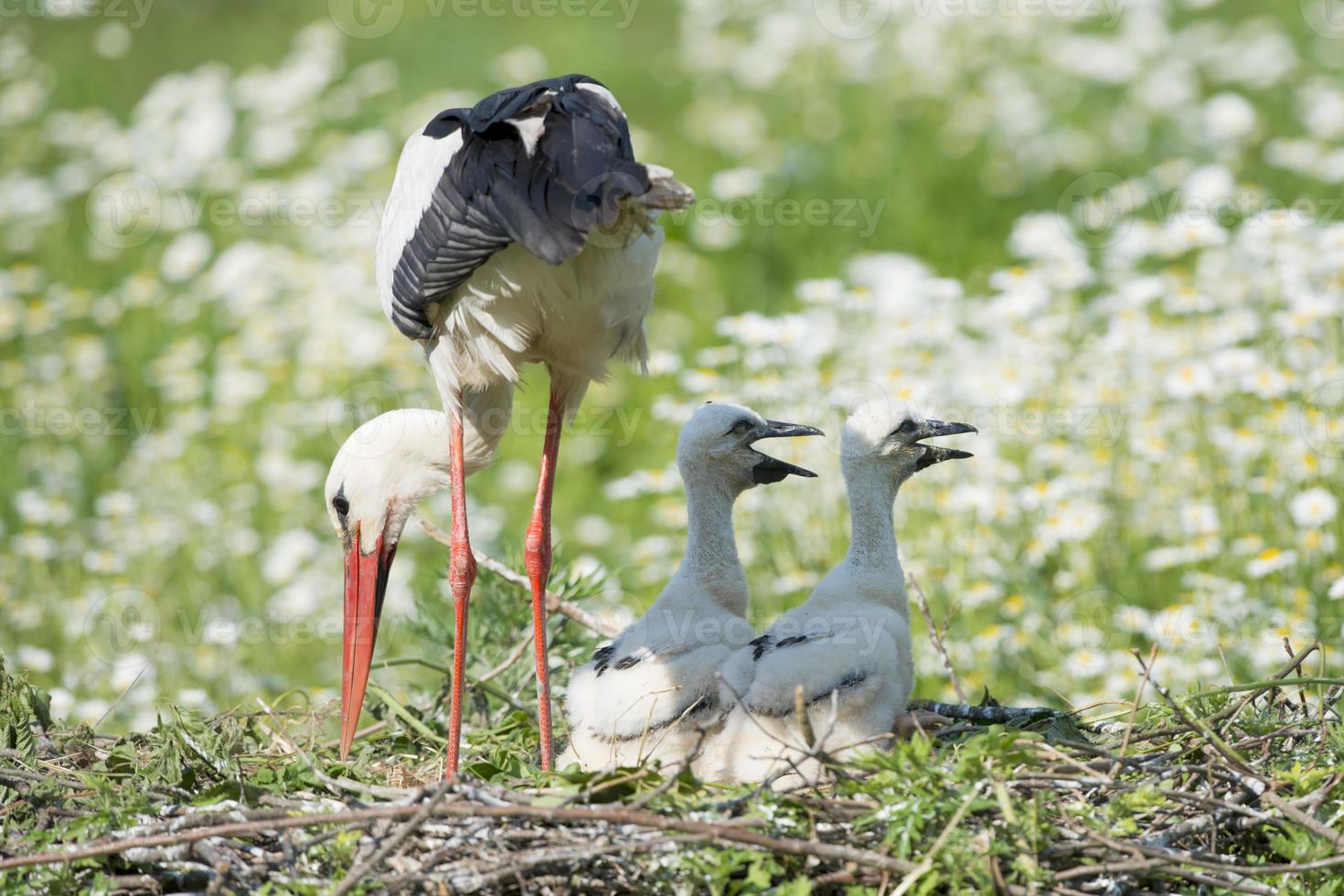 Storch mit Welpenbaby in seinem Nest auf dem Gänseblümchenhintergrund foto