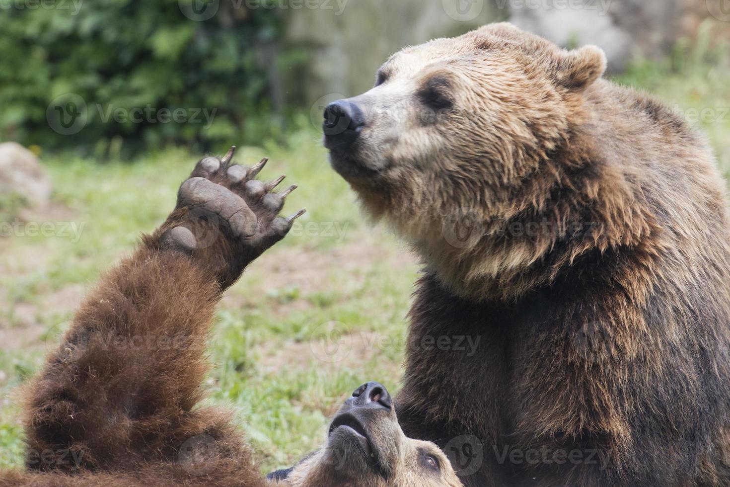 Zwei schwarze Grizzlybären beim Kampf foto