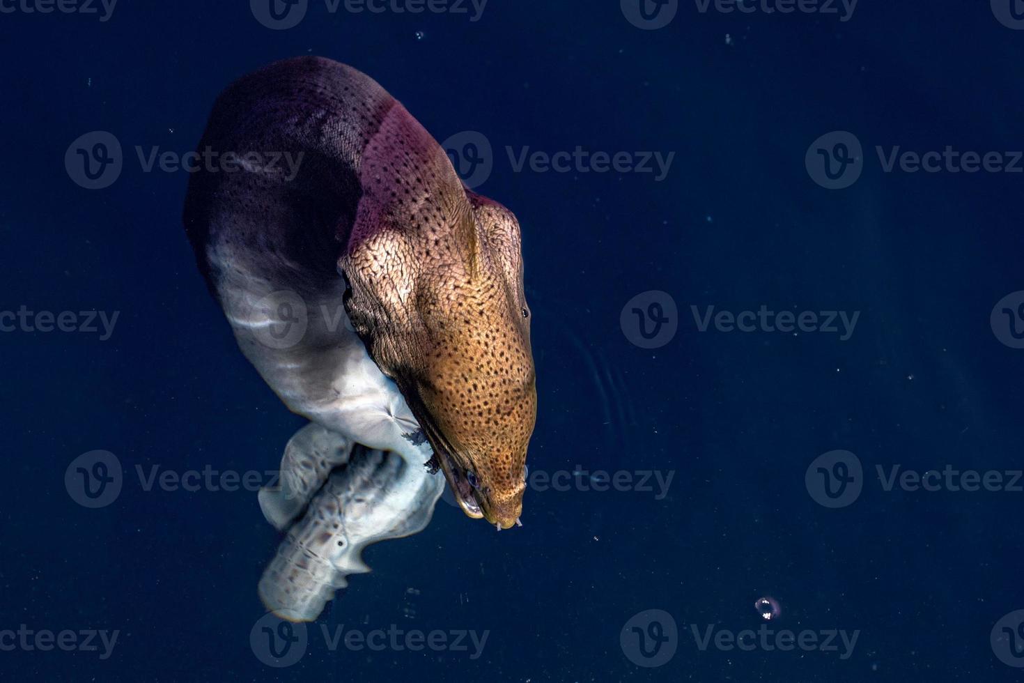 aalmuräneporträt auf den malediven foto
