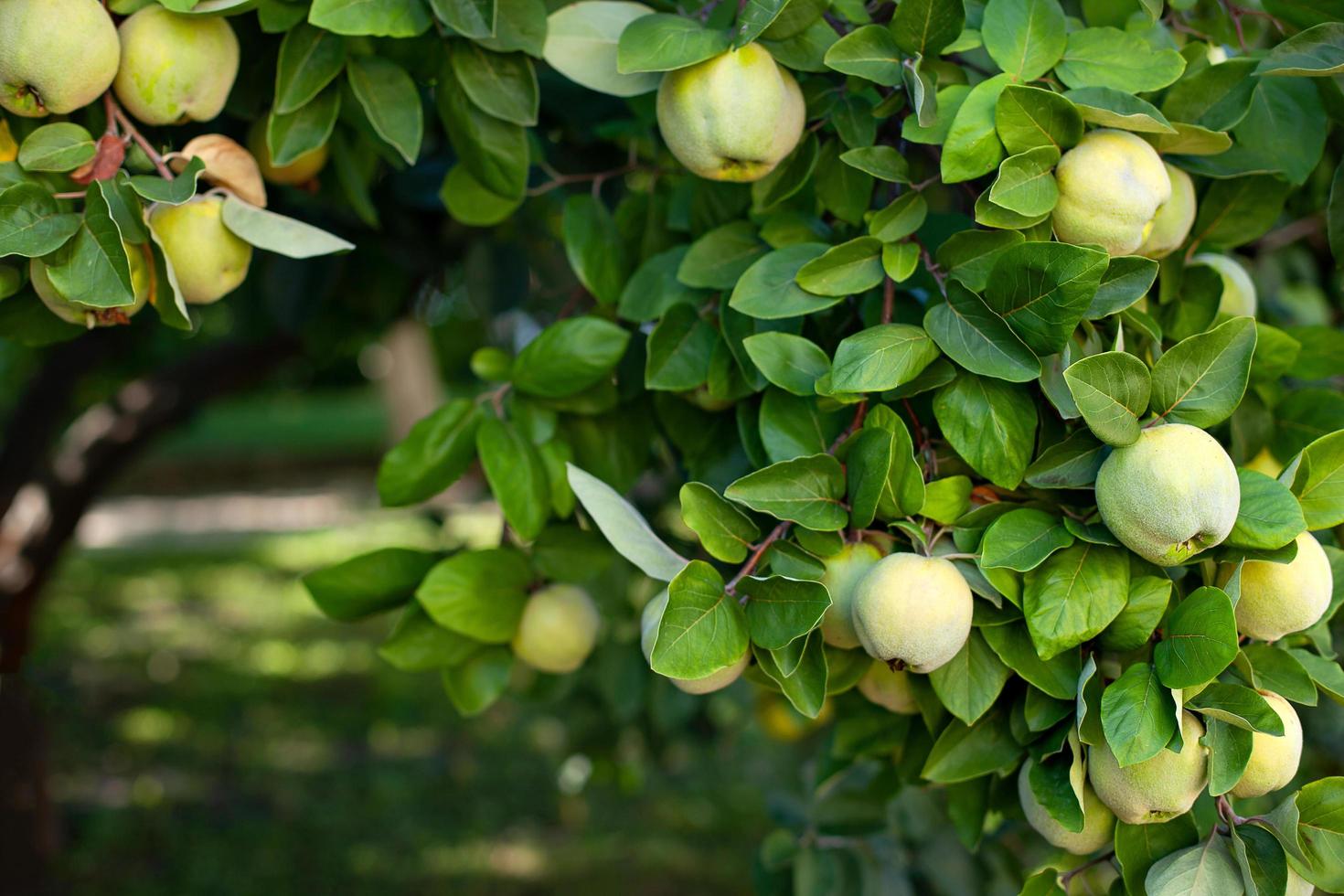 Quittenbaum in einem Bio-Garten foto