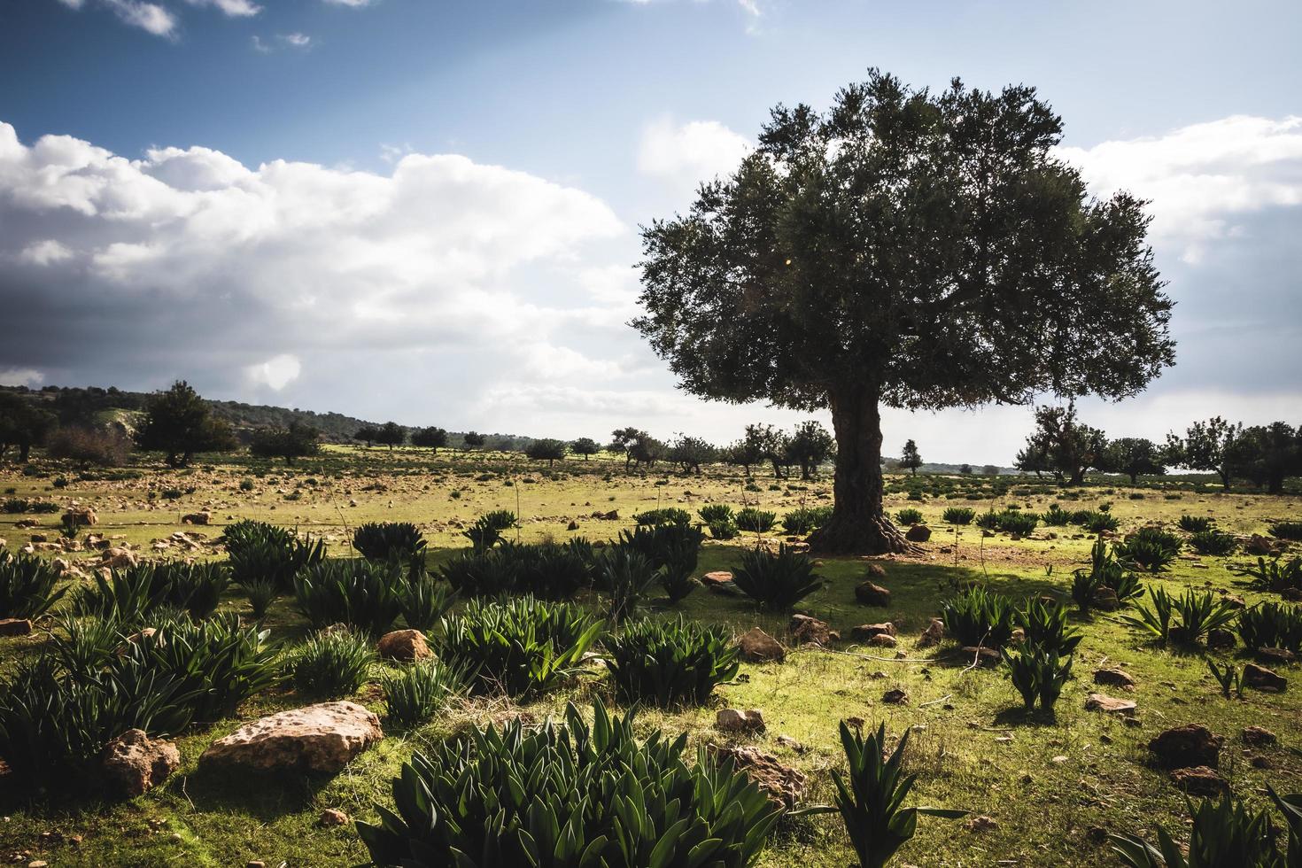 einzelner Baum im grünen Feld foto