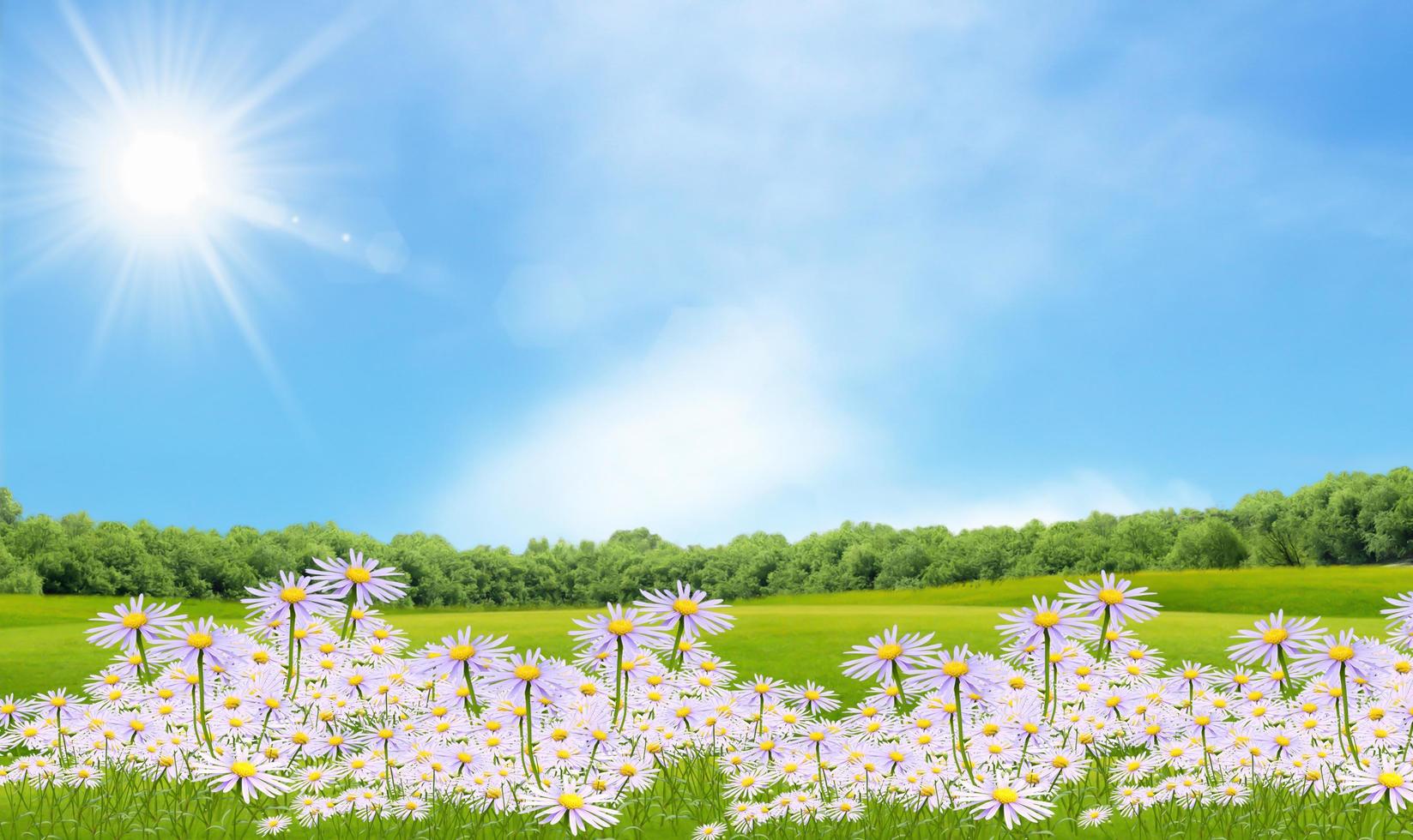 Landschaft mit Kamillenfeld im Vordergrund foto