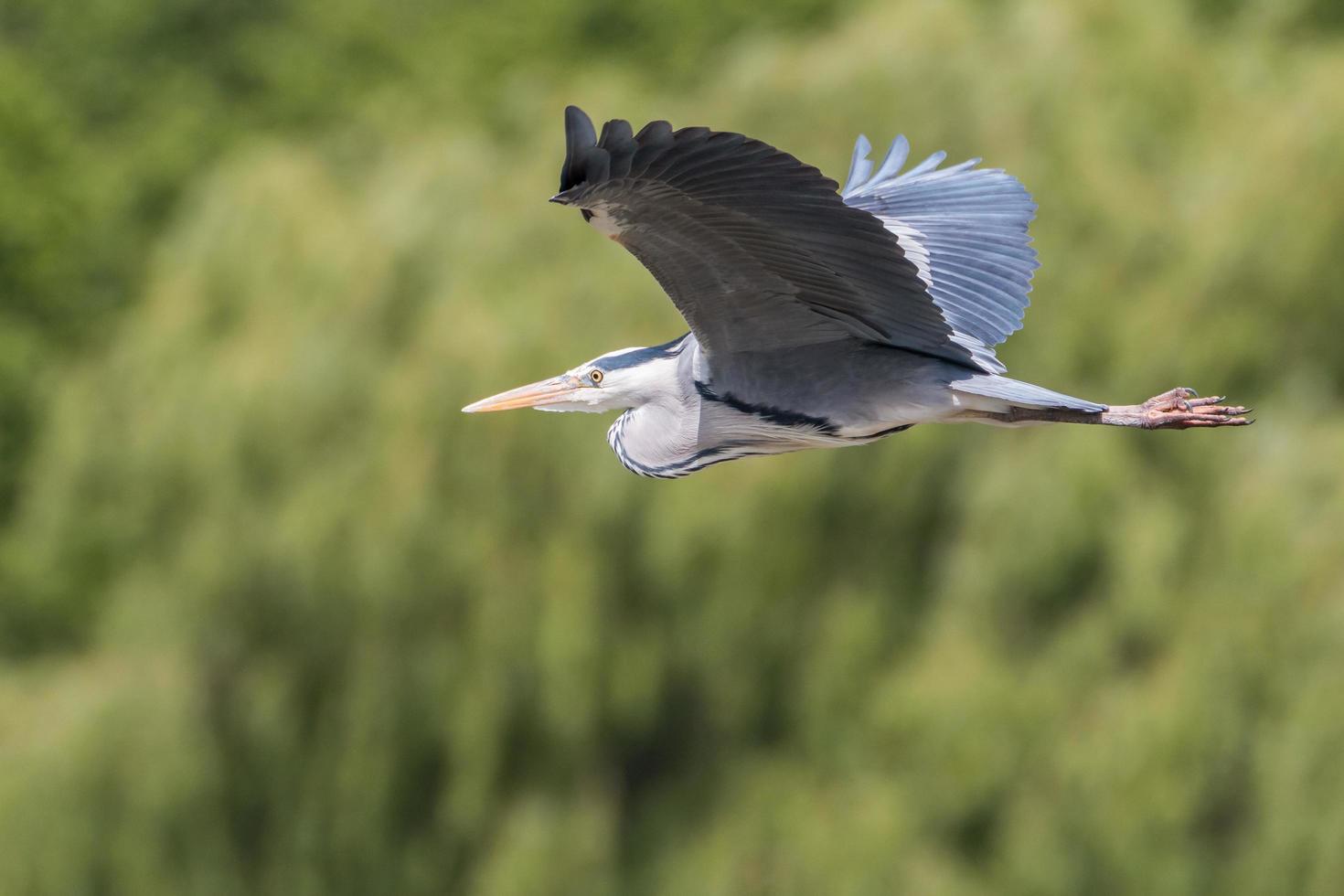 Graureiher im Flug foto