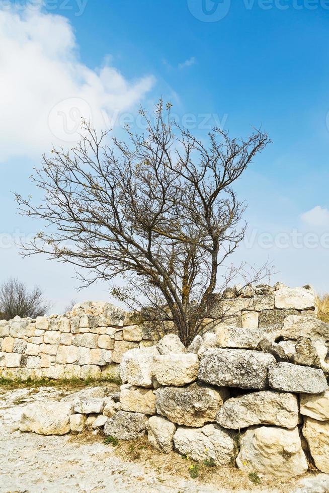 krimbirke auf befestigter mauer stadt chufut-kohl foto