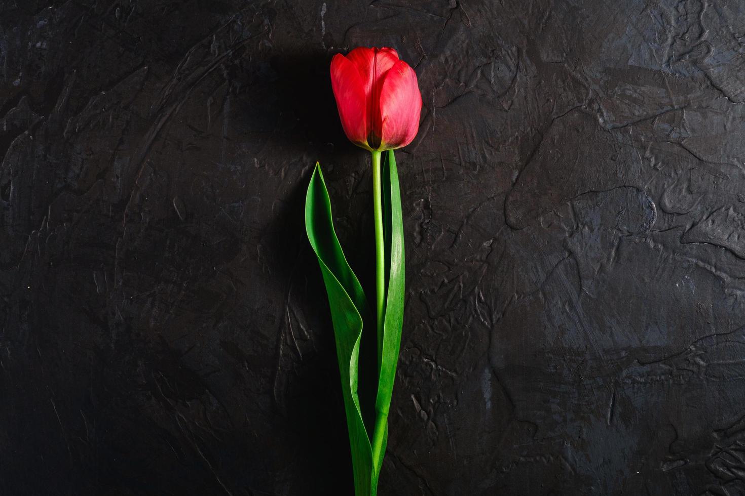 einzelne rote Tulpenblume auf strukturiertem schwarzem Hintergrund foto