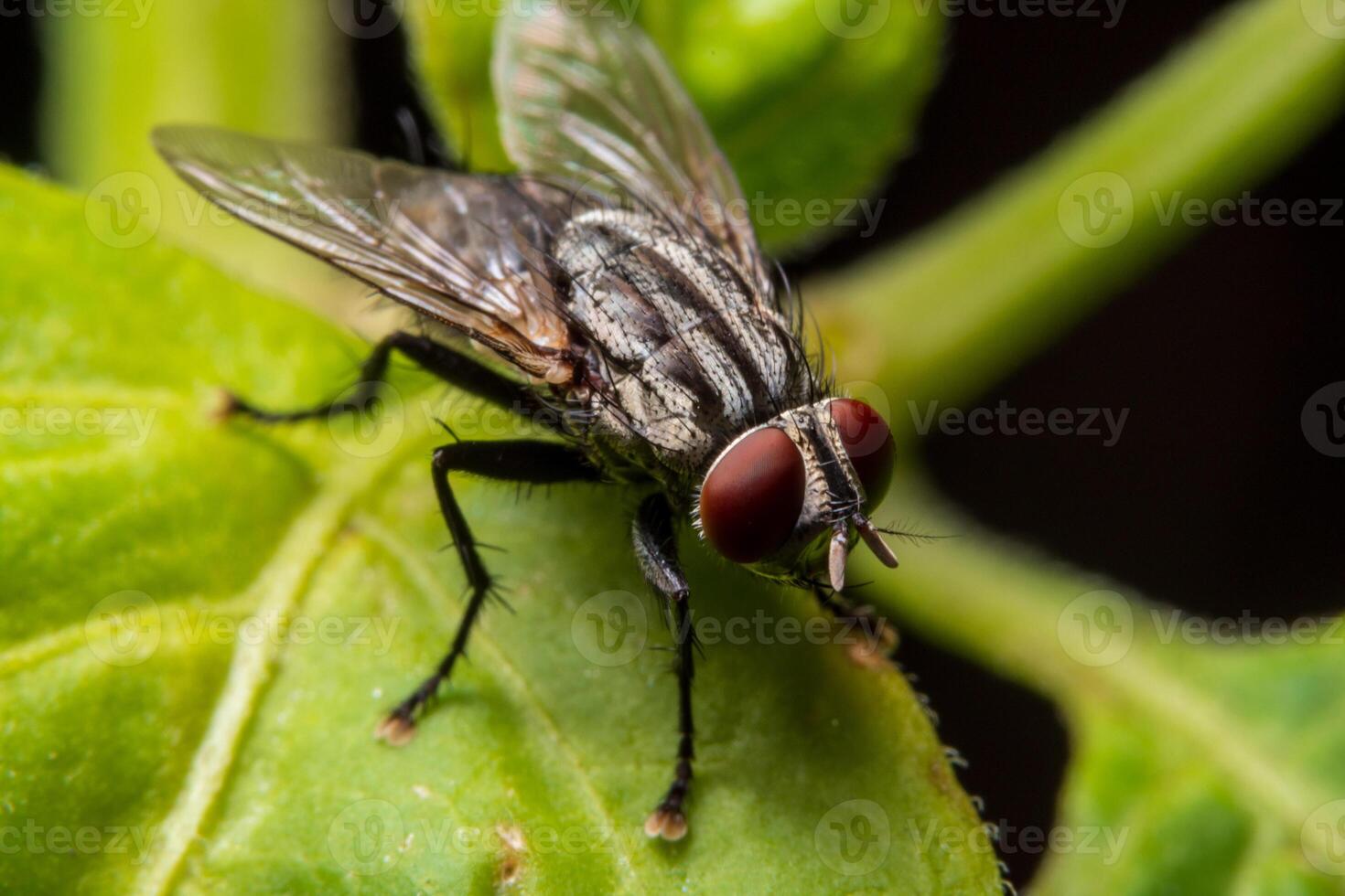 Nahaufnahme einer Makrofliege auf Blatt foto