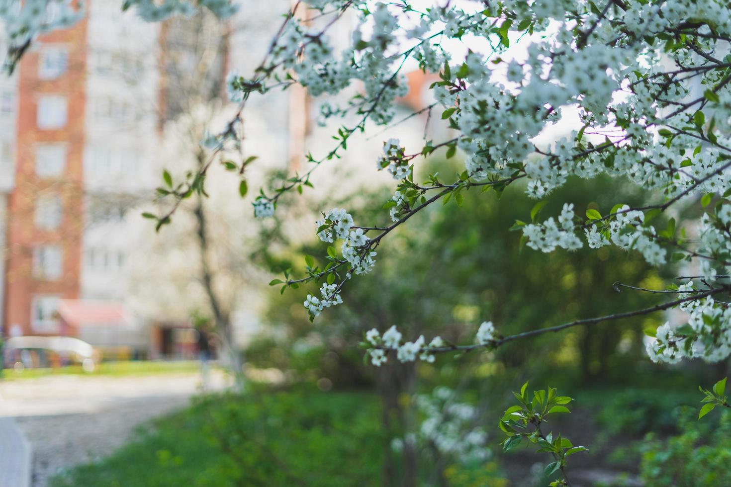 weißer Kirschblütenbaum foto