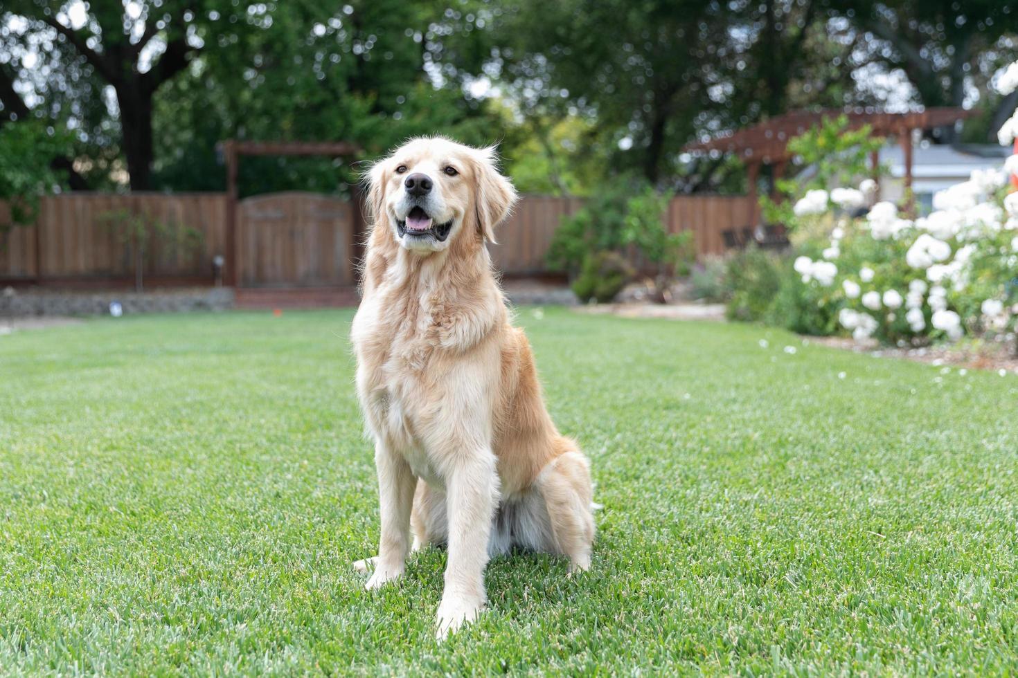 Golden Retriever, der im Gras draußen steht foto