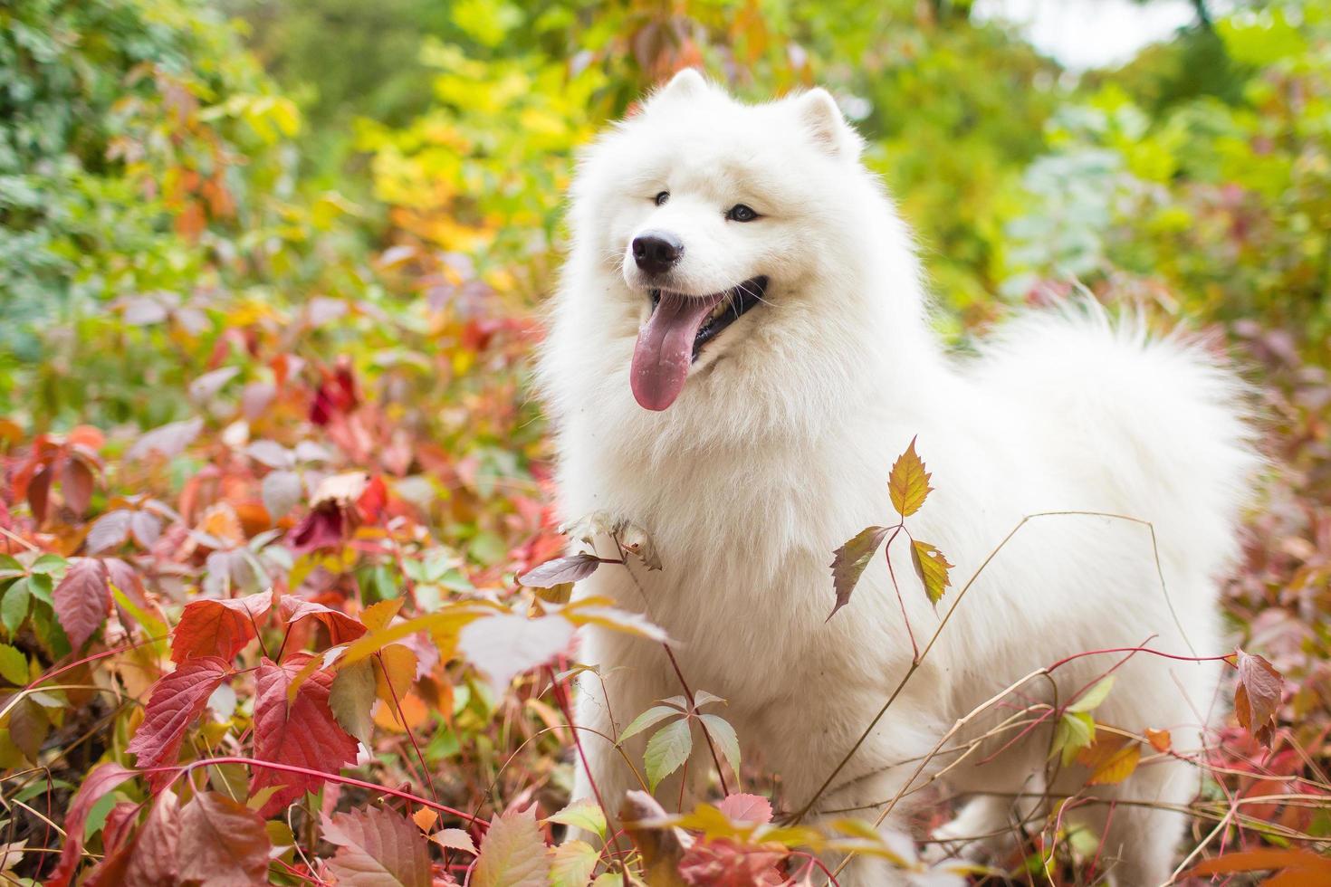 Samoyed im Freien mit ausgestreckter Zunge foto