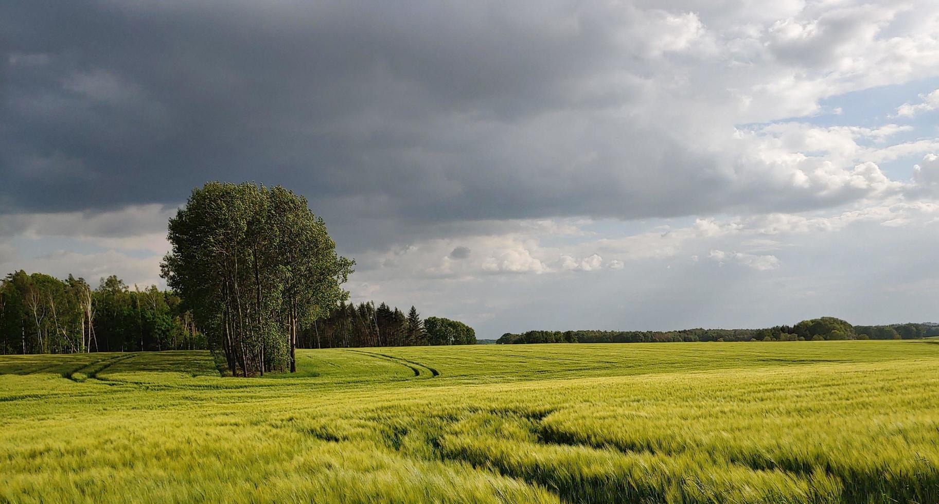 Getreidefeldhimmel foto