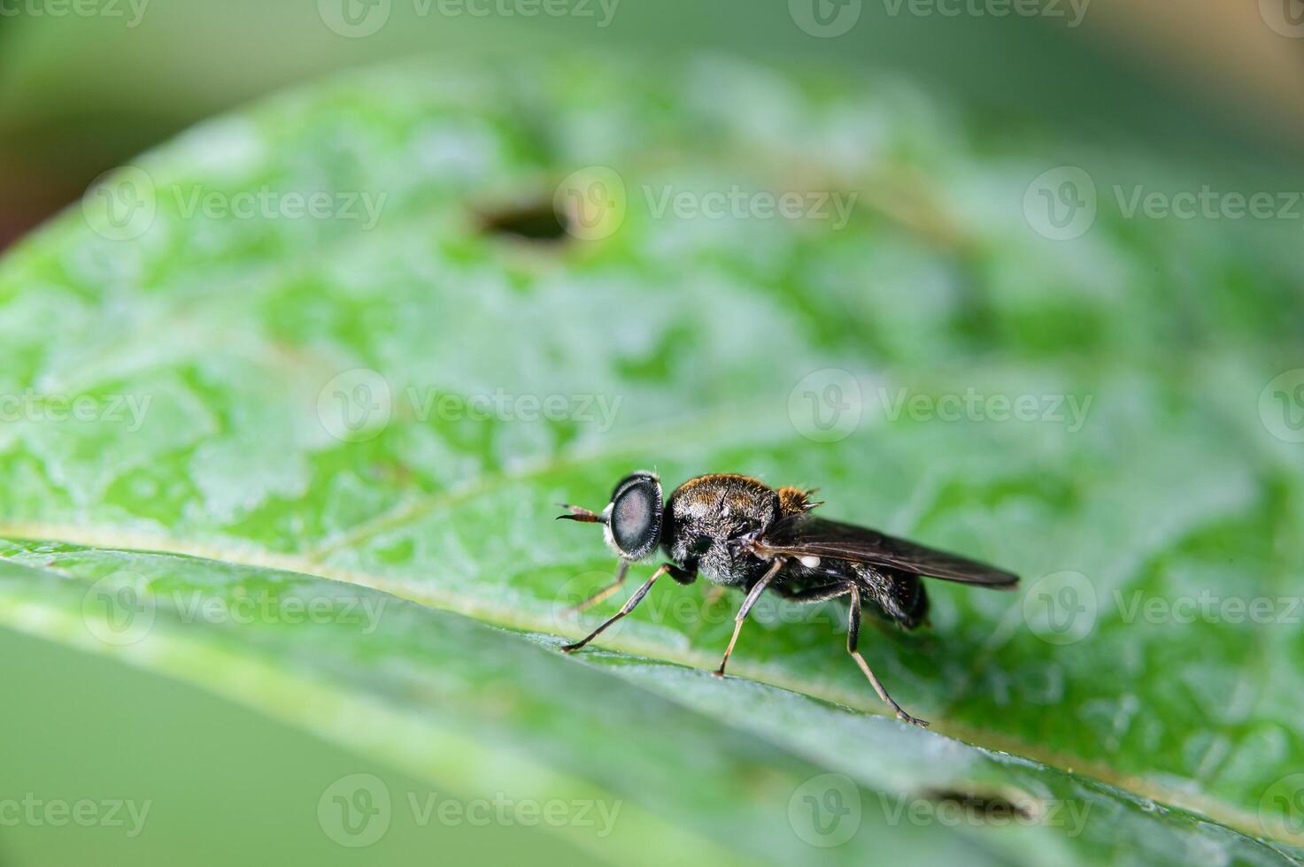 schwarze Fliege auf grünem Blatt foto