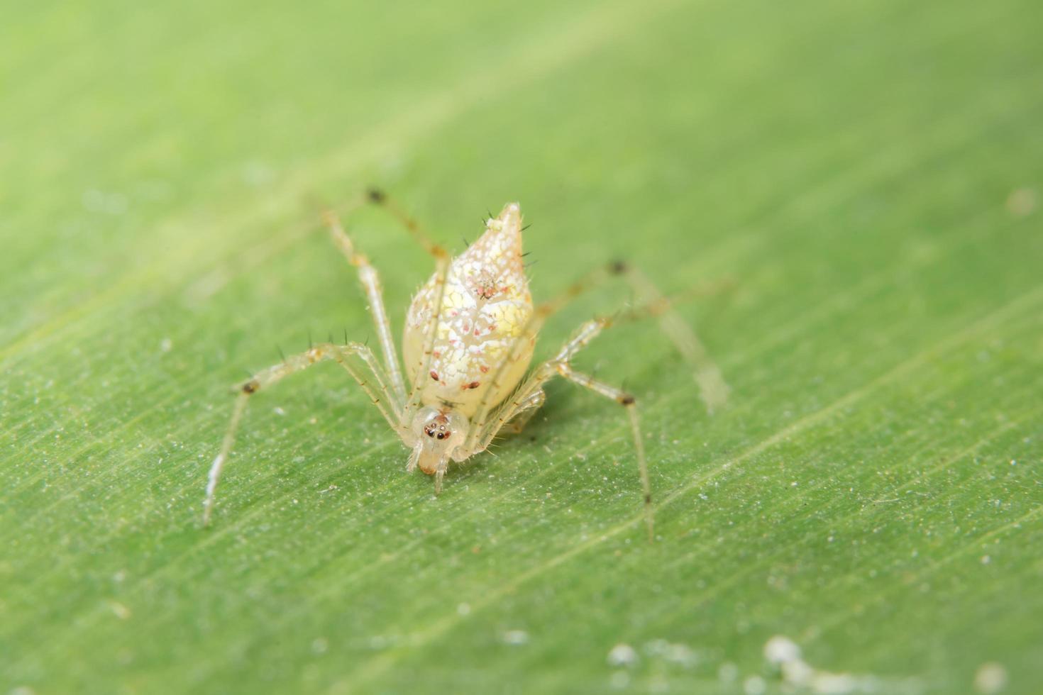 gelbe Spinne auf grünem Blatt foto