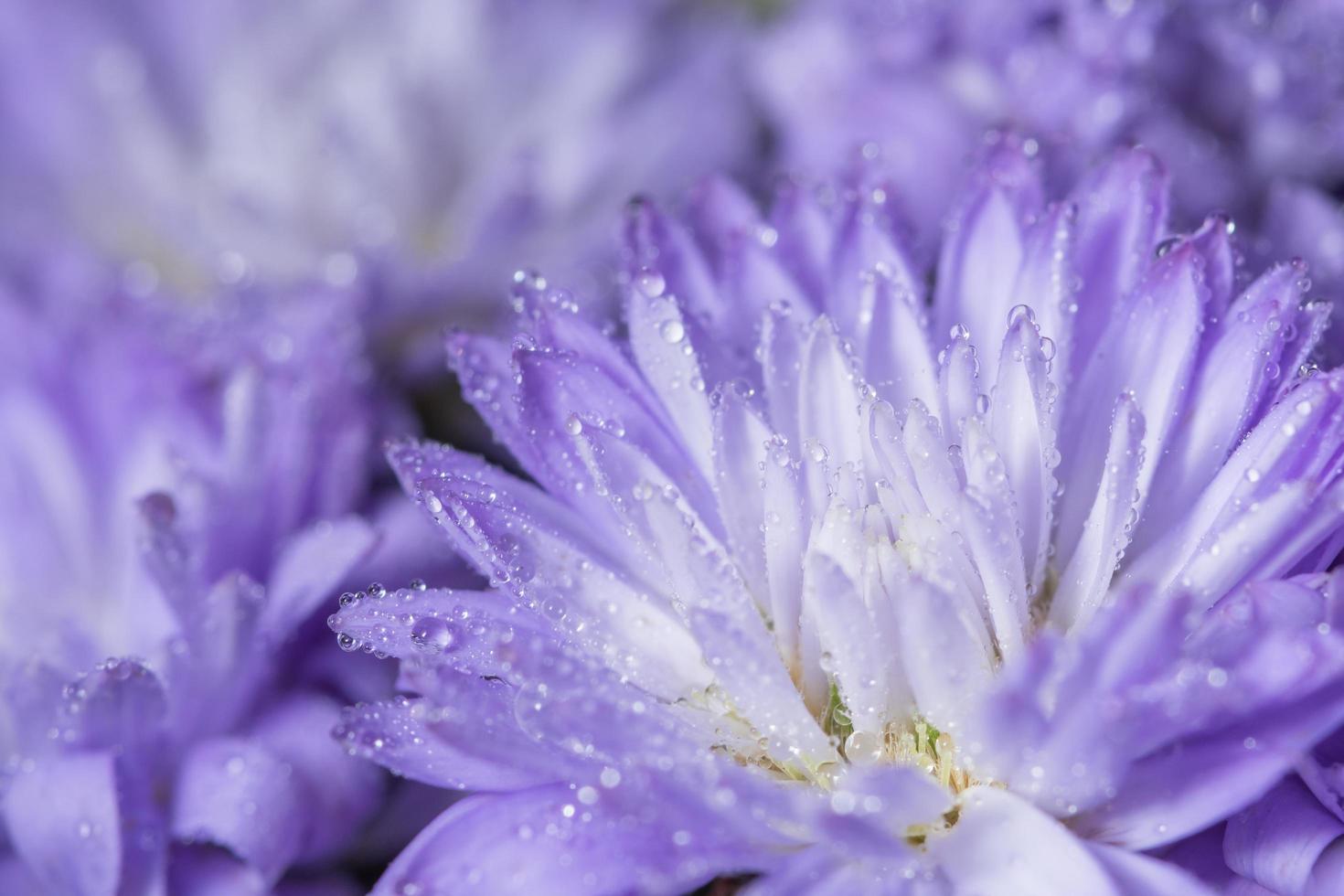 lila Blume mit Tautropfen foto