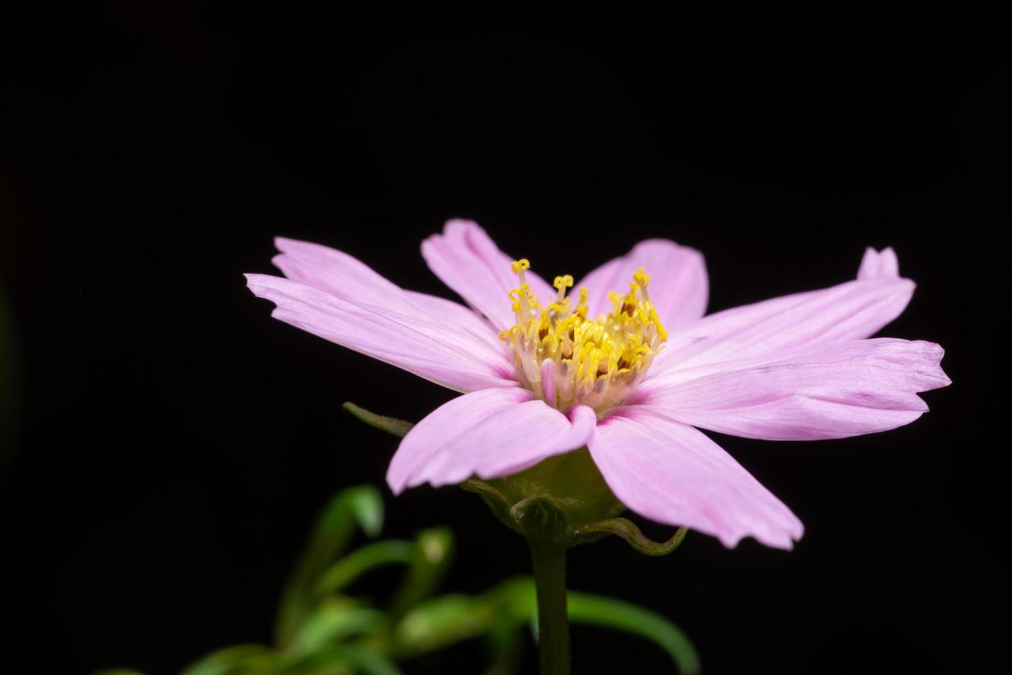 Chrysanthemenblume auf schwarzem Hintergrund foto