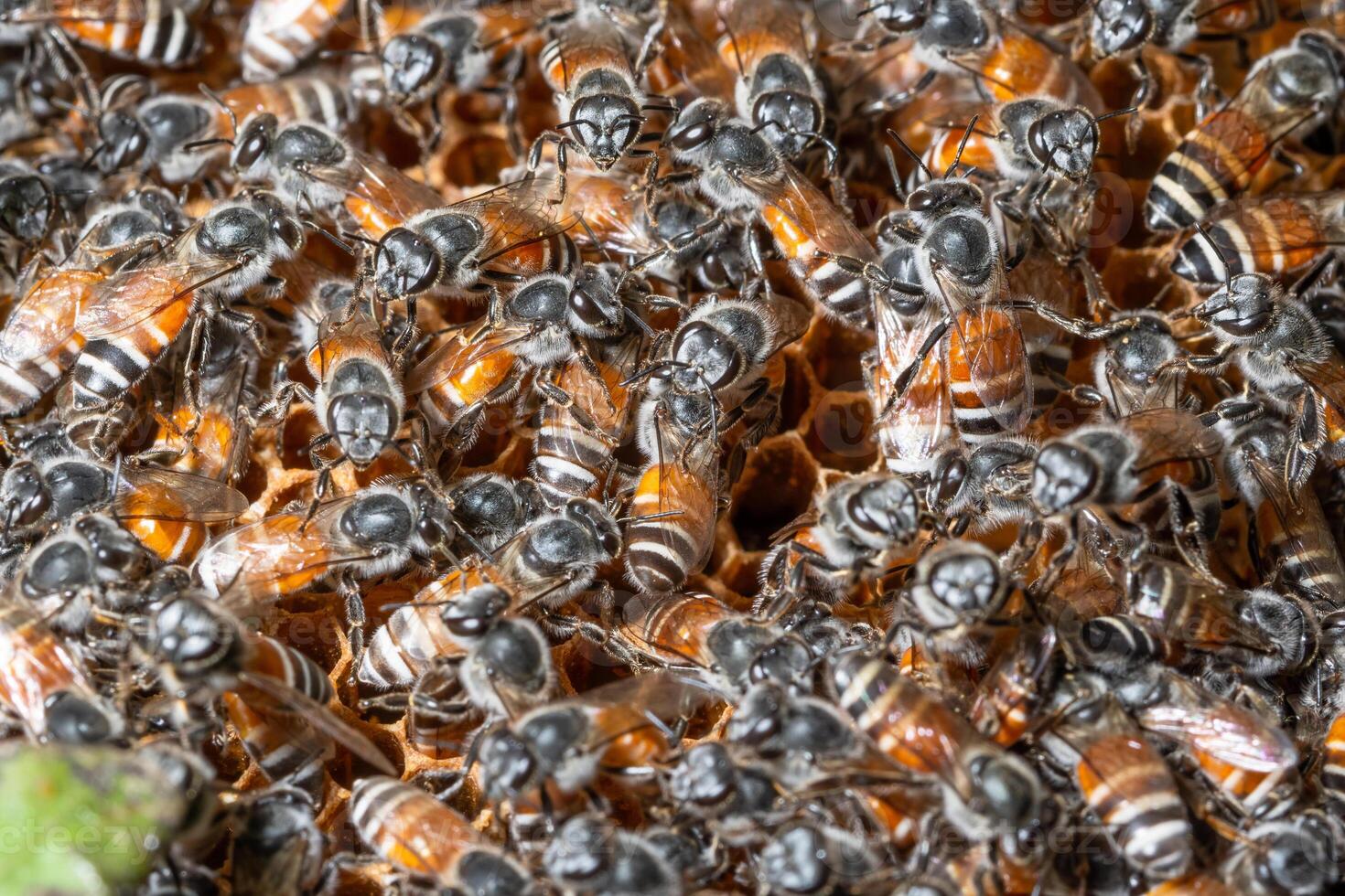 Makro Bienennest foto