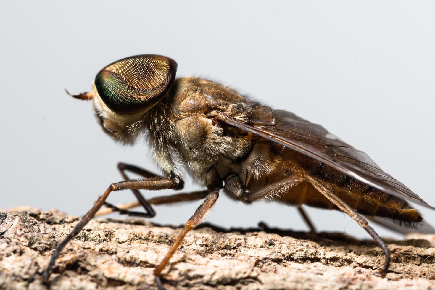 Makro Tabanus Sulcifrons auf Baum foto