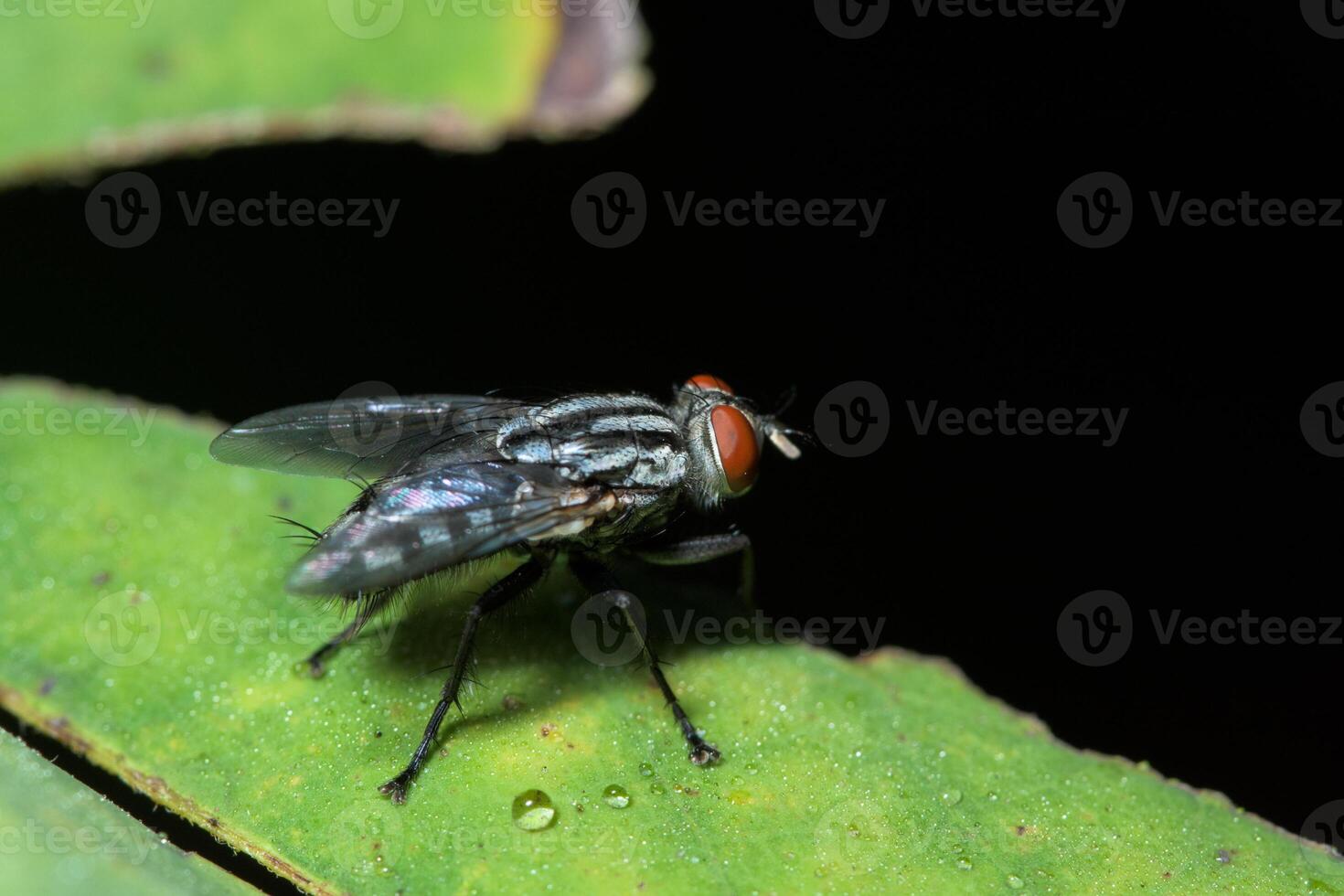 Makrofliege auf Blatt foto