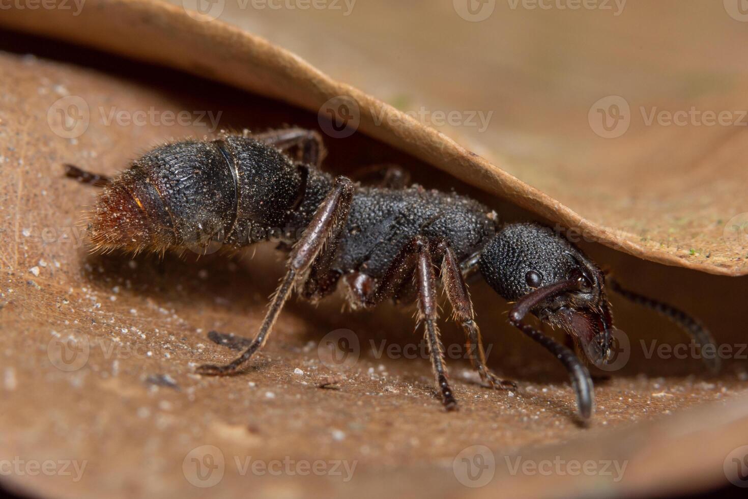 Makro schwarze Ameise foto