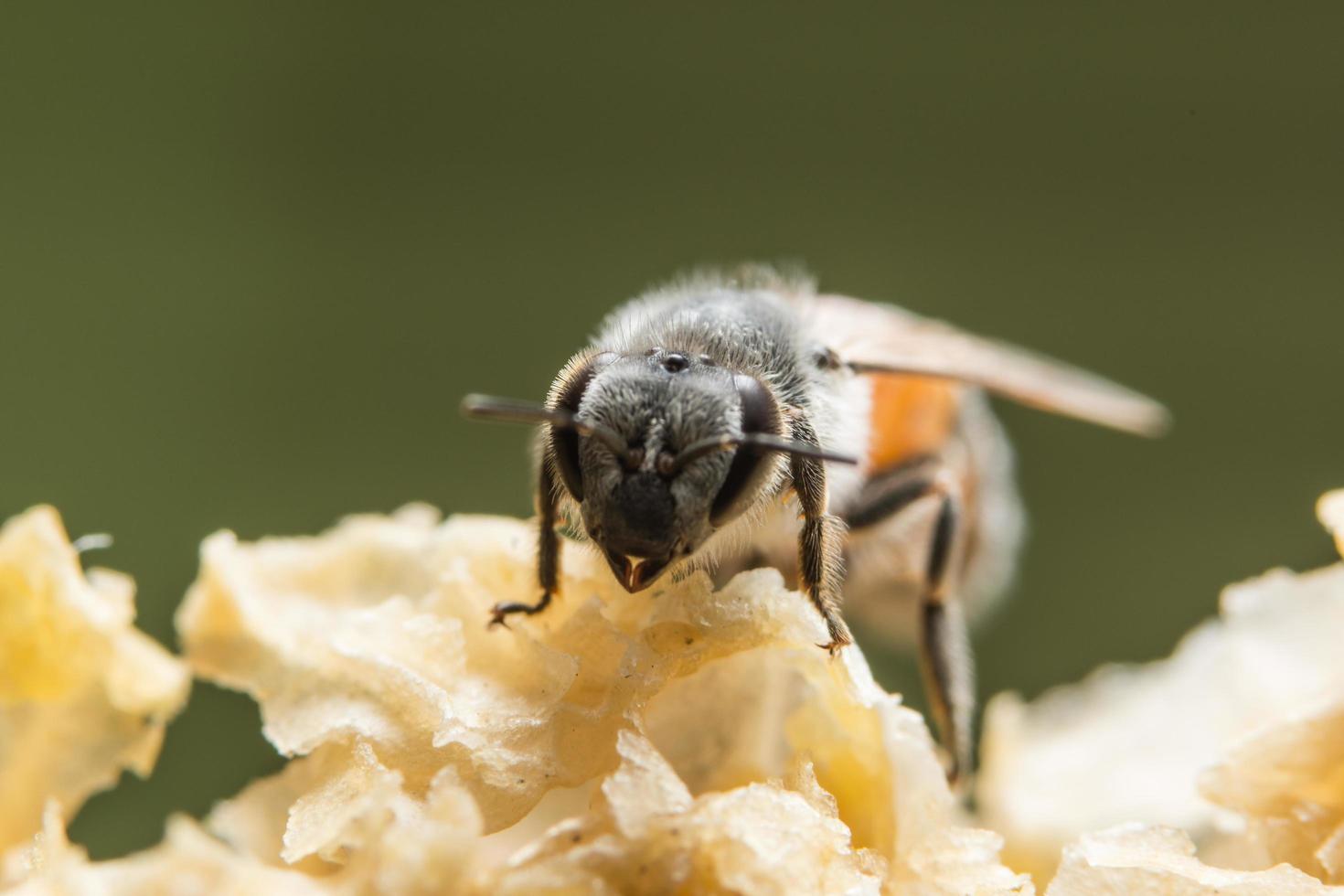 Nahaufnahme der Biene im Bienenstock foto