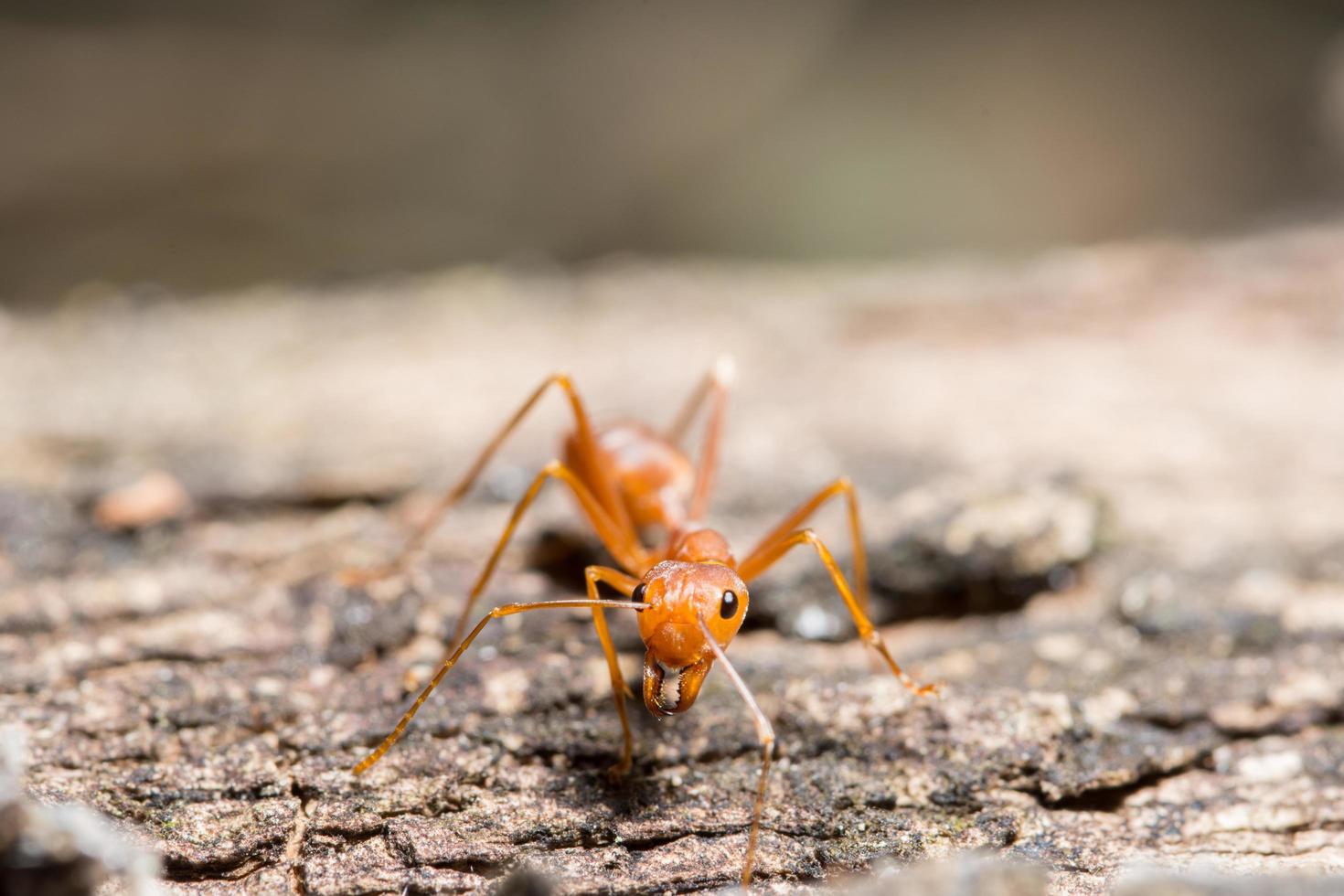 Makro rote Ameise foto