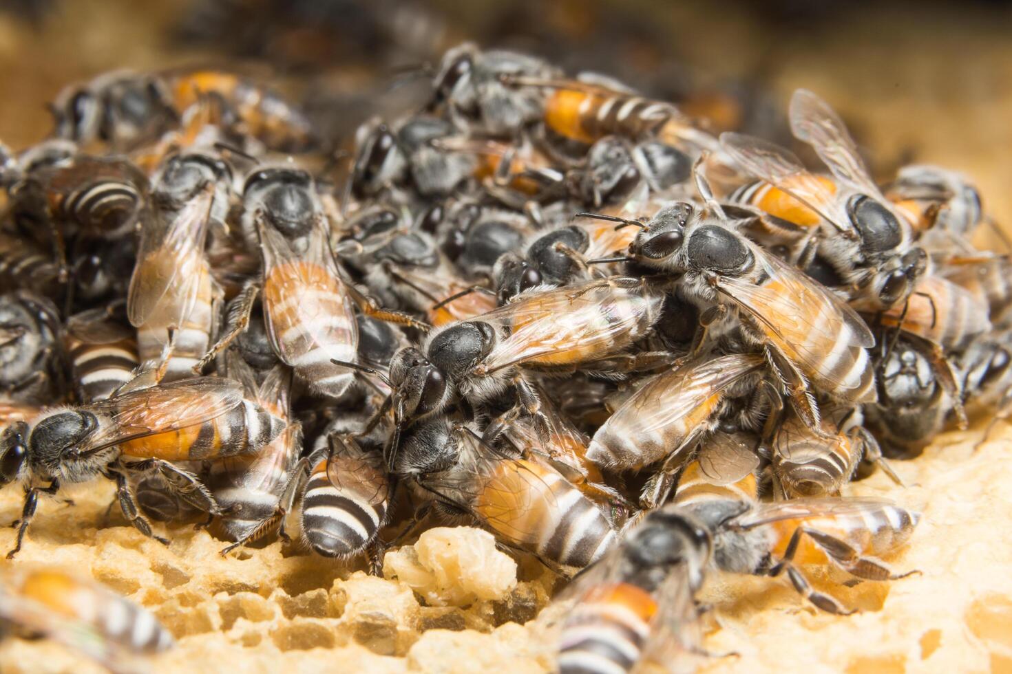 Bienen im Bienenstock foto