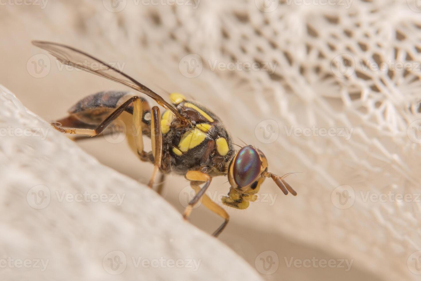 Makro von Drosophila Melanogaster foto