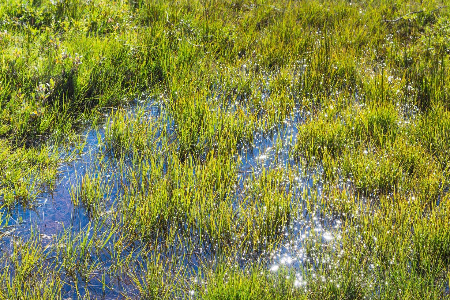 Sumpfwiese im Tal des Flusses in Thingvellir foto