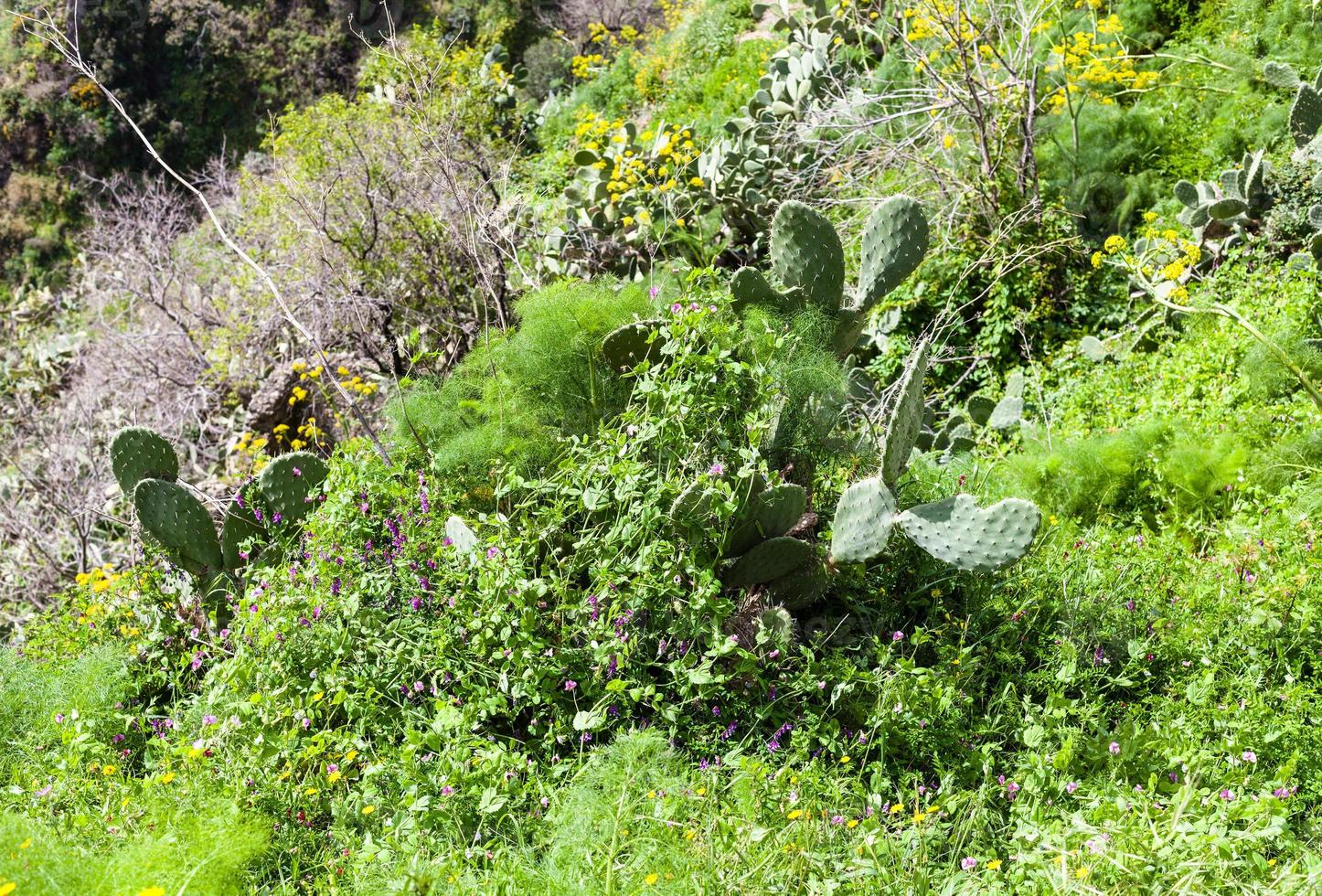 Gras, Opuntia-Kaktus, wilde Blumen in Sizilien foto